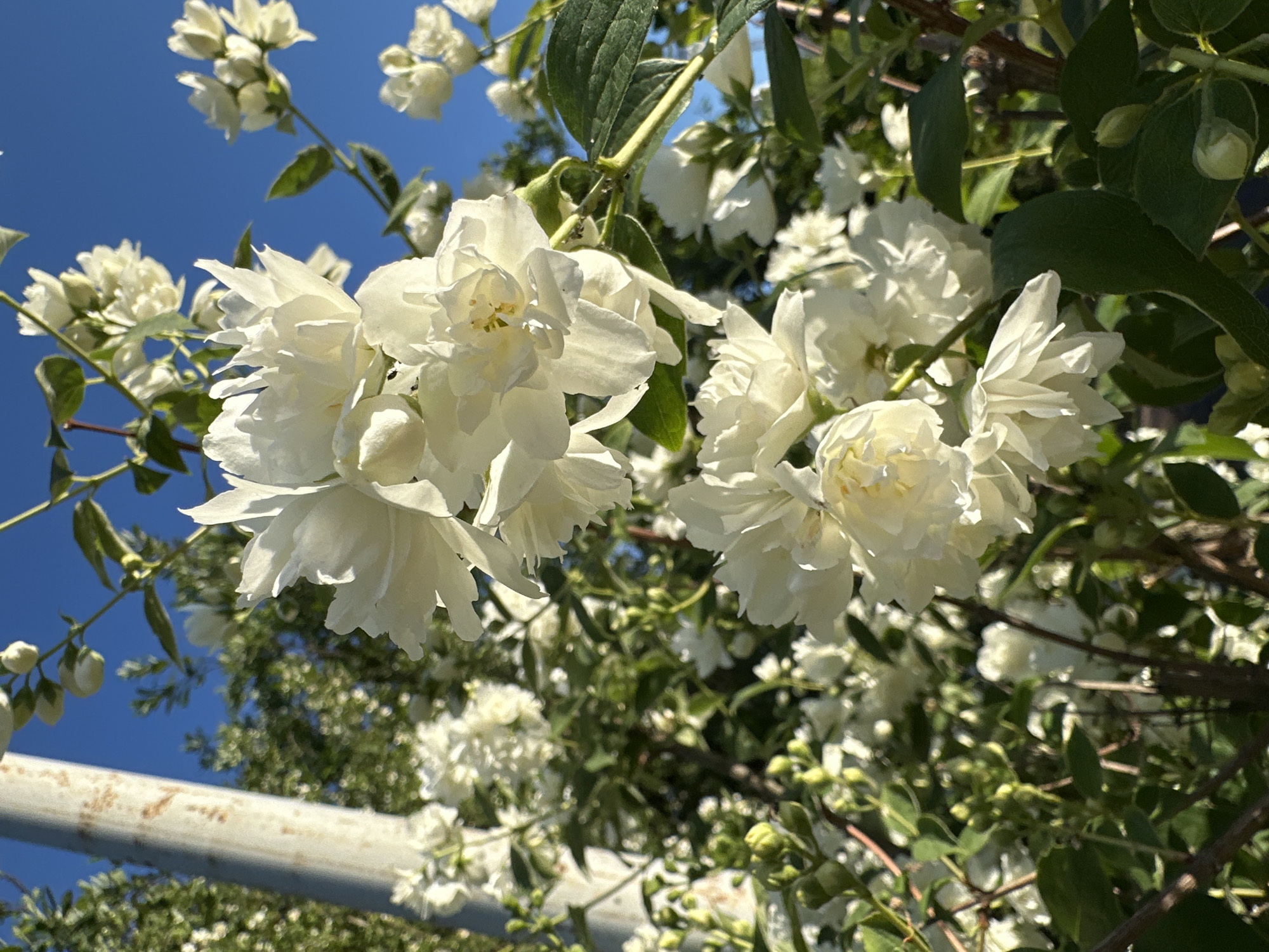 A close-up, low-angle shot captures a cluster of white, double-petal jasmine flowers in bloom against a bright blue sky. The flowers are predominantly in focus, with their delicate petals illuminated by sunlight. To the left, a portion of a weathered, light-colored pole, possibly a lamppost or fence post, is visible. Green foliage and more jasmine blossoms form a dense background, with some appearing out of focus due to the shallow depth of field. The image appears to be taken outdoors during the daytime. The specific location in the city of Bryansk, Russia, cannot be determined from the visual information provided.