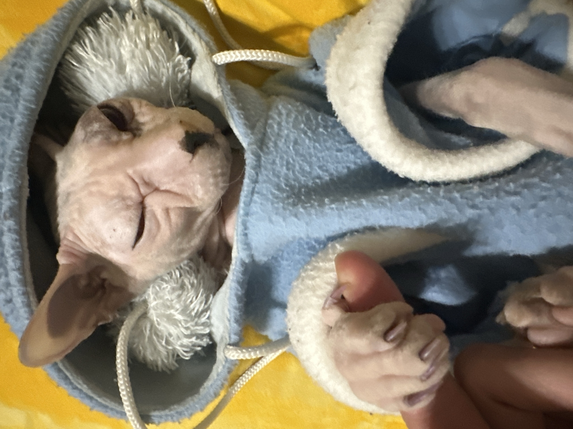 A Sphynx cat is nestled in a light blue hooded garment lined with white faux fur. The cat's eyes are closed, and its skin is wrinkled. Its paws are visible, with one paw held by a person's finger. The cat is resting on a yellow surface. The image shows a close-up view of the cat and its clothing, with no discernable background features related to Togliatti, Russia.