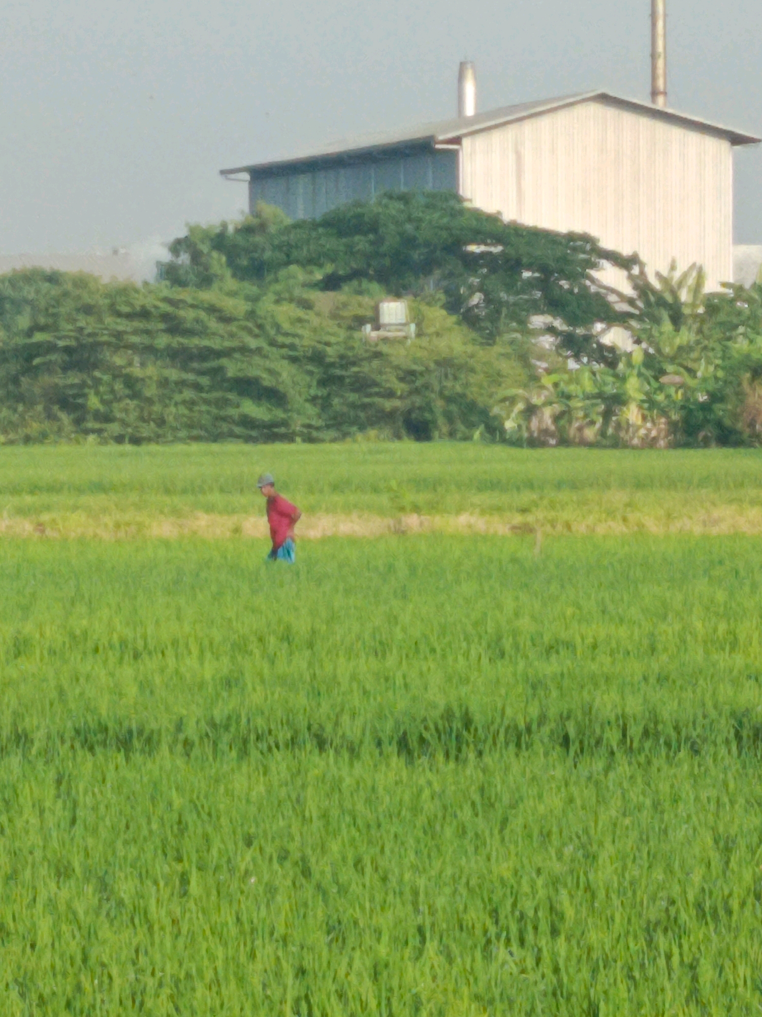 An individual wearing a red shirt and blue pants stands in a lush green rice field. Behind the field, a dense line of trees forms a natural barrier, with a light-colored industrial building situated beyond the trees. The building has a peaked roof and a tall smokestack. The sky above is a pale, hazy blue. The scene appears to be a rural landscape with agricultural activity.