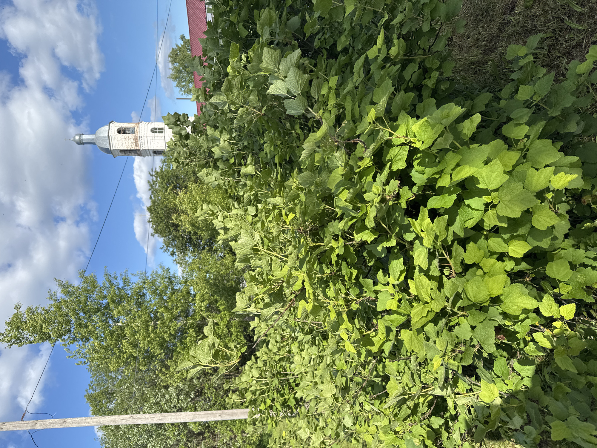 This image captures a serene summer day in a rural or village setting, likely in Луптюг, Russia. The scene is dominated by vibrant green foliage under a bright blue sky dotted with fluffy white clouds.
In the midground, on the left side, stands a distinctive white church or bell tower. This multi-tiered structure features arched windows and is topped with a grey, onion-shaped dome and a slender spire, characteristic of Orthodox Christian architecture. Part of a red roof is visible in the upper right background, peeking over the dense greenery.
The foreground and much of the midground are filled with lush, abundant green bushes, displaying broad, serrated leaves. The strong sunlight casts bright highlights on the leaves, indicating clear weather and a daytime setting, possibly late morning or early afternoon. Through gaps in the foliage, particularly towards the bottom, patches of dry grass or earth can be seen. Various green deciduous trees are visible in the background, adding to the natural environment, especially near the church tower and behind the red roof.
In the lower left portion of the image, a weathered wooden utility pole and thin electrical wires run horizontally, partially obscured by the dense foreground bushes. There are no people visible, and no discernible text appears in the image. The overall impression is one of peaceful rural life on a clear, sunny day.
