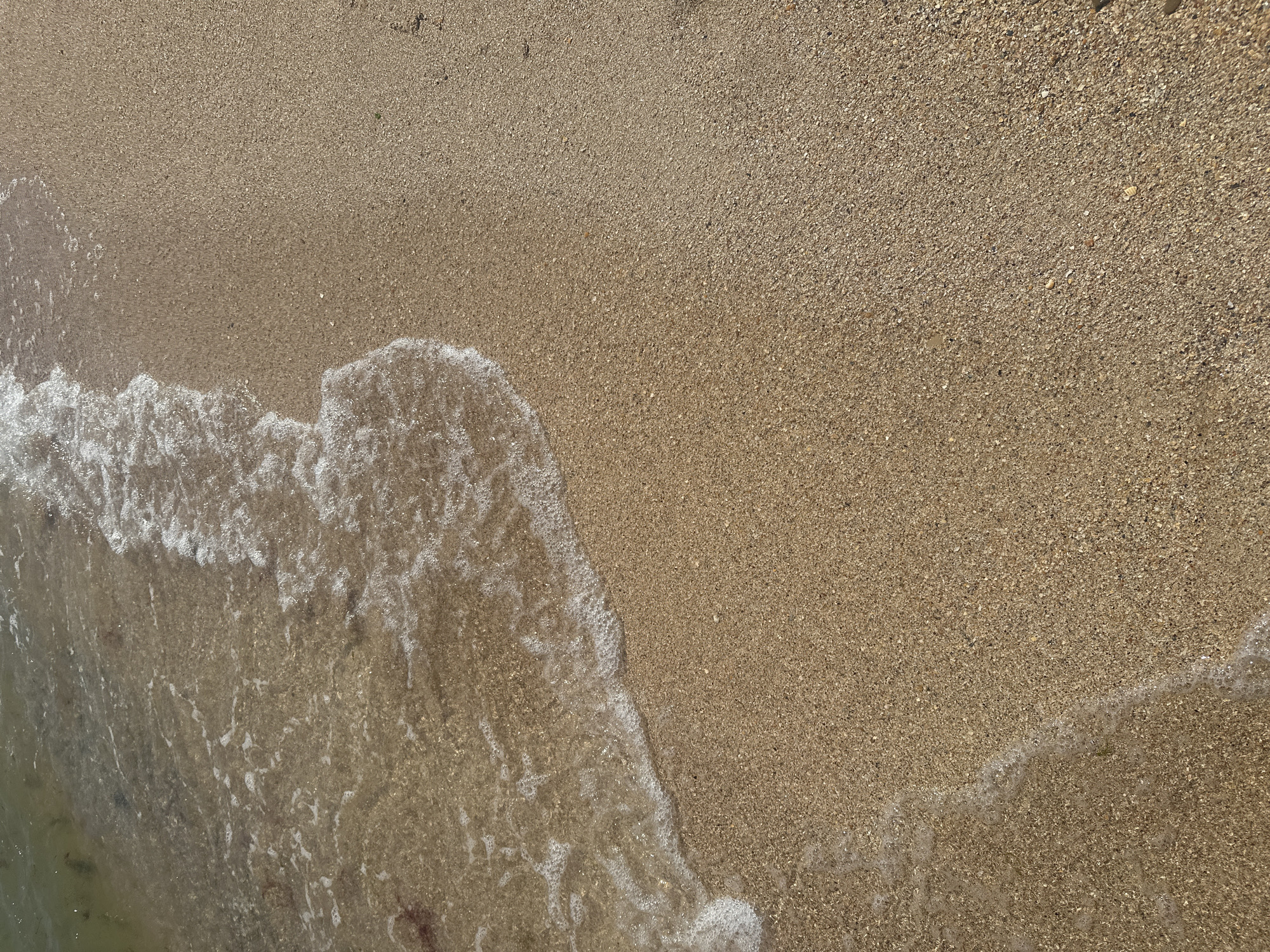 The image displays a close-up, overhead view of a sandy beach with gentle waves washing ashore. The sand is a light brown color, speckled with small shells and pebbles. The water is clear and appears shallow, with white foam from the breaking waves creating a thin line along the edge of the sand. The upper left portion of the image shows more of the water, with some darker, possibly submerged seaweed or debris visible. The scene appears to be a natural environment, likely a beach in Golubitskaya, Russia, given the context, characterized by the interplay of water and sand under natural lighting. There are no people or man-made objects visible in the frame.
