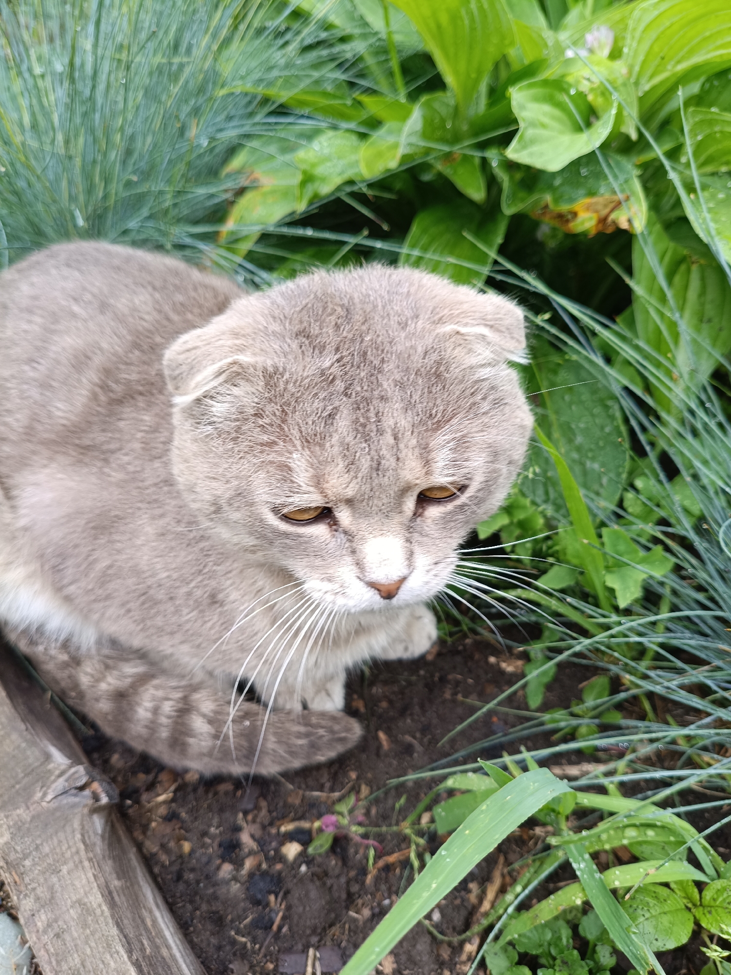 A grey Scottish Fold cat is sitting on dark soil surrounded by green foliage. The cat is facing down and to the right, with its ears folded down and its eyes open and looking downwards. Long white whiskers extend from its snout. The ground is covered in soil and small green plants. The background consists of lush green leaves and tall, thin blades of grass. The image appears to have been taken outdoors in a garden setting.