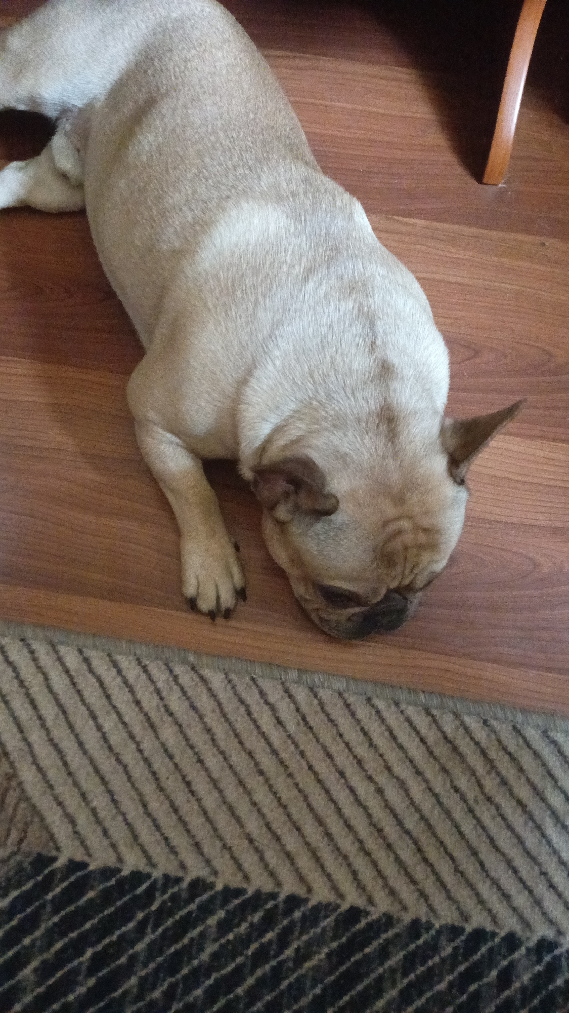 A fawn-colored French Bulldog is lying on a hardwood floor with a corner of a striped rug in the foreground. A portion of a wooden chair leg is visible in the upper right corner. The dog appears to be resting its head on the floor. The scene seems to be indoors, likely in a home. No people are visible in the image. There is no indication of the city of Donino, Russia, in the image.