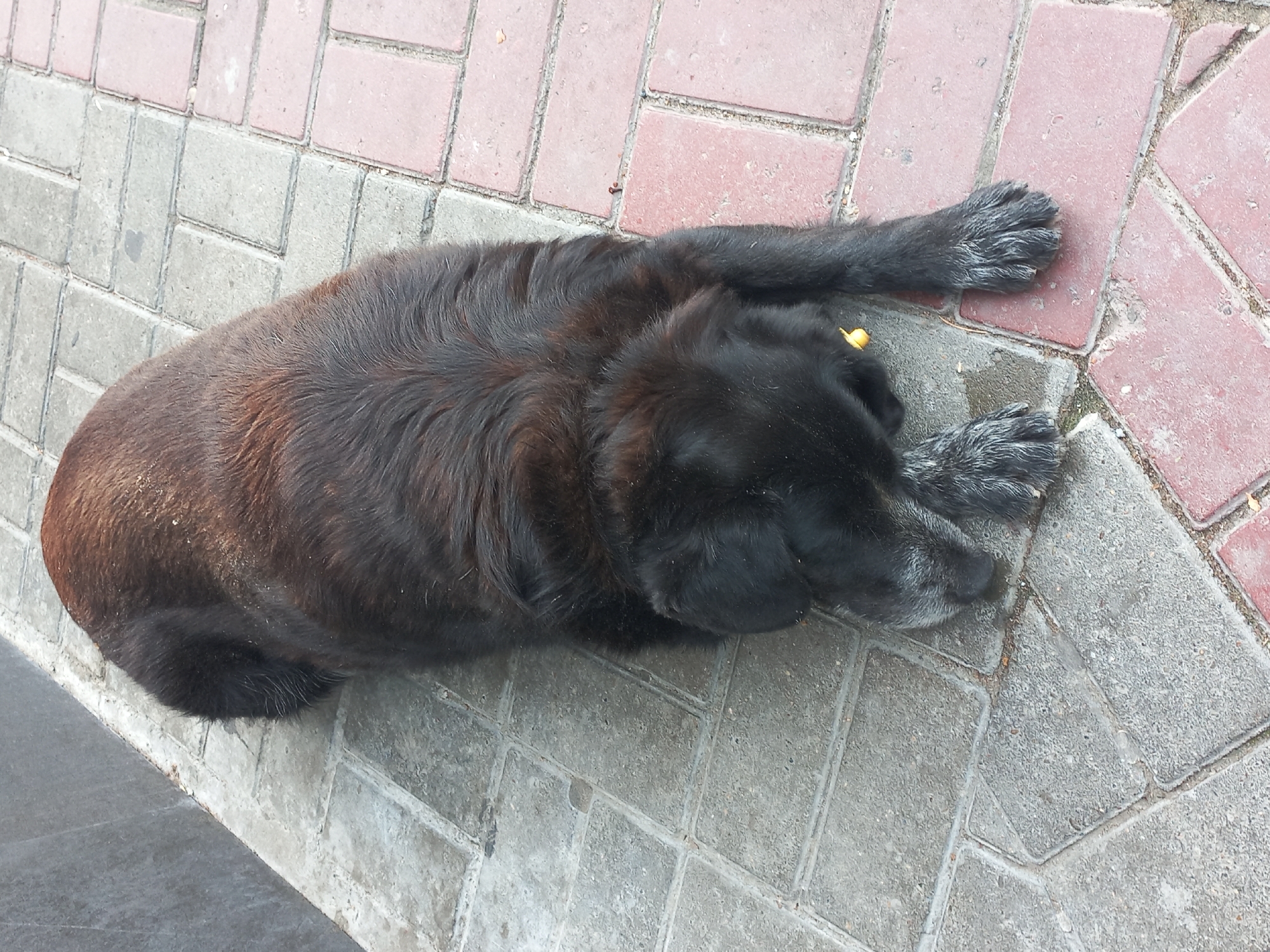 A medium-sized, black dog lies prone on a sidewalk constructed of interlocked, red and gray pavers. The dog's fur appears to be a mix of black and reddish-brown, with graying paws. The dog is resting its head on its paws. A small, yellow object is visible near the dog's head, possibly a discarded piece of food. The location is suggestive of an urban area, specifically Sochi, Russia.