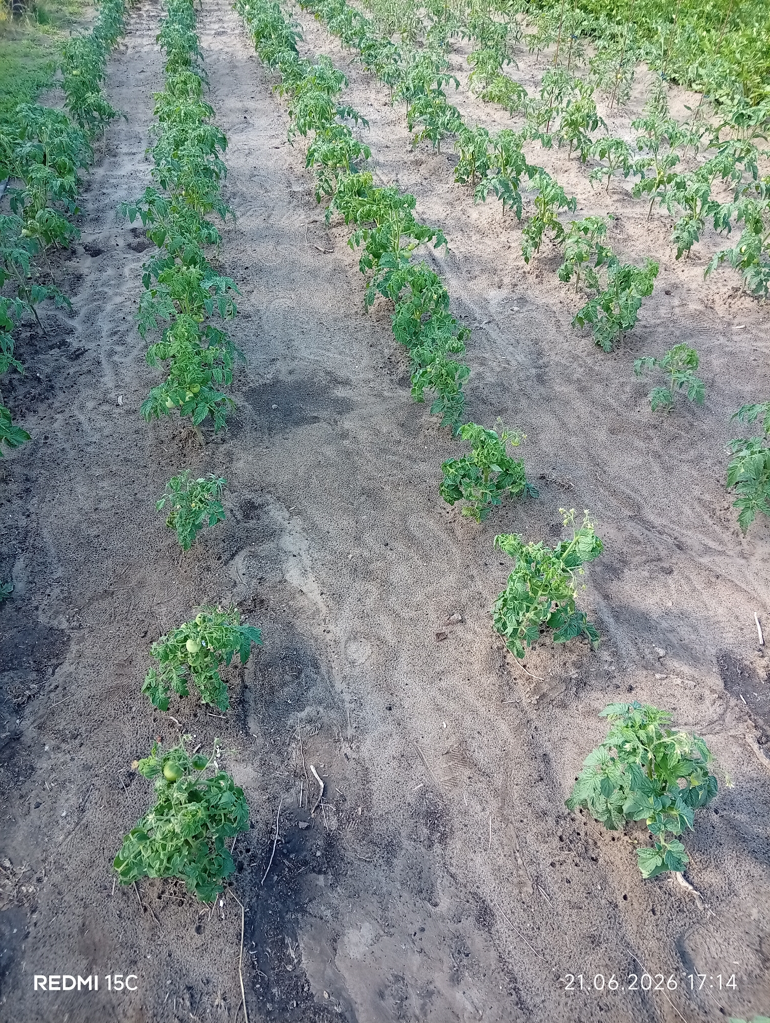 The image shows rows of young tomato plants in a field. The plants are green and appear to be in early to mid-growth stages, with some already bearing small green tomatoes. The field is covered in sandy soil, with some dried vegetation and debris scattered on the ground. The plants are neatly arranged in long, parallel rows, suggesting they have been intentionally planted for cultivation.
The setting appears to be a rural agricultural area. The lighting suggests it is daytime, likely late afternoon given the long shadows cast by the plants and the timestamp. The overall impression is one of an active farm or garden, with the focus on the growing crops.
The visible text includes "REDMI 15C" in the bottom left corner, which is likely a camera model indicator, and "21.06.2026 17:14" in the bottom right corner, indicating the date and time the photo was taken. This suggests the location is Mykolaivka, Ukraine, as provided in the context. There are no people visible in the image, and the weather appears clear and sunny.