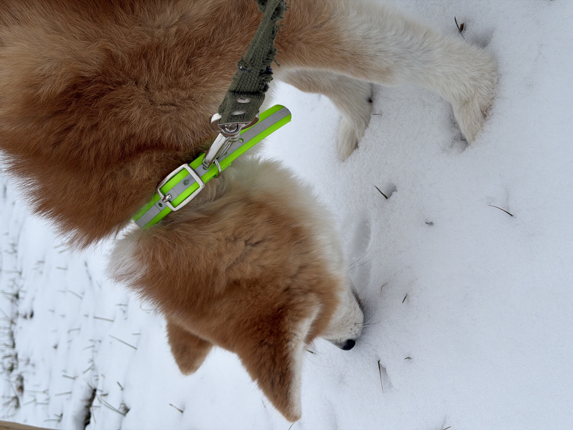A tan and white dog with a neon green collar and attached dark green leash is sniffing in the snow. The location is likely Chaikovsky, Russia. The dog's head is tilted down, nose close to the snow-covered ground. The dog's white legs and paws are partially visible. The ground is covered in snow with a few scattered pieces of vegetation.