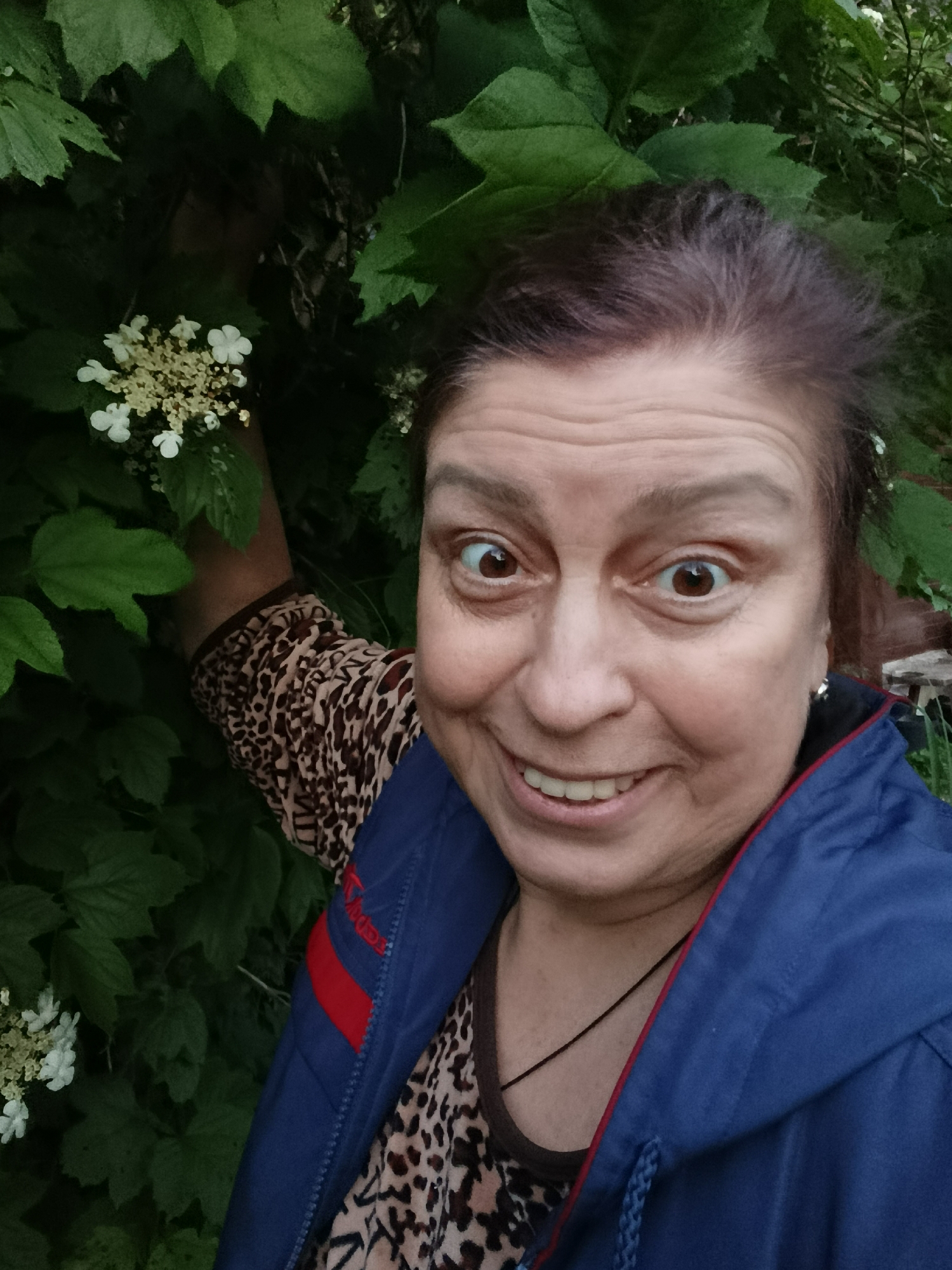 This image presents a close-up portrait of an adult female in the city of Верея, Russia. The subject, centered in the frame, has dark brown hair and prominent brown eyes, which are wide open, directed at the viewer. She is smiling broadly, revealing her upper teeth. Visible facial features include wrinkles on her forehead and around her eyes. She is wearing a brown and black leopard-print long-sleeved top under an open blue jacket featuring a red stripe on the right sleeve and red lining along the collar. A thin black string necklace is visible around her neck, and she has a silver-colored hoop earring in her right ear. Her right arm is raised into a dense cluster of green leaves and white-to-yellowish flowers, which occupy the left side of the image and extend into the background. The background is composed primarily of dark green foliage, suggesting an outdoor natural setting.