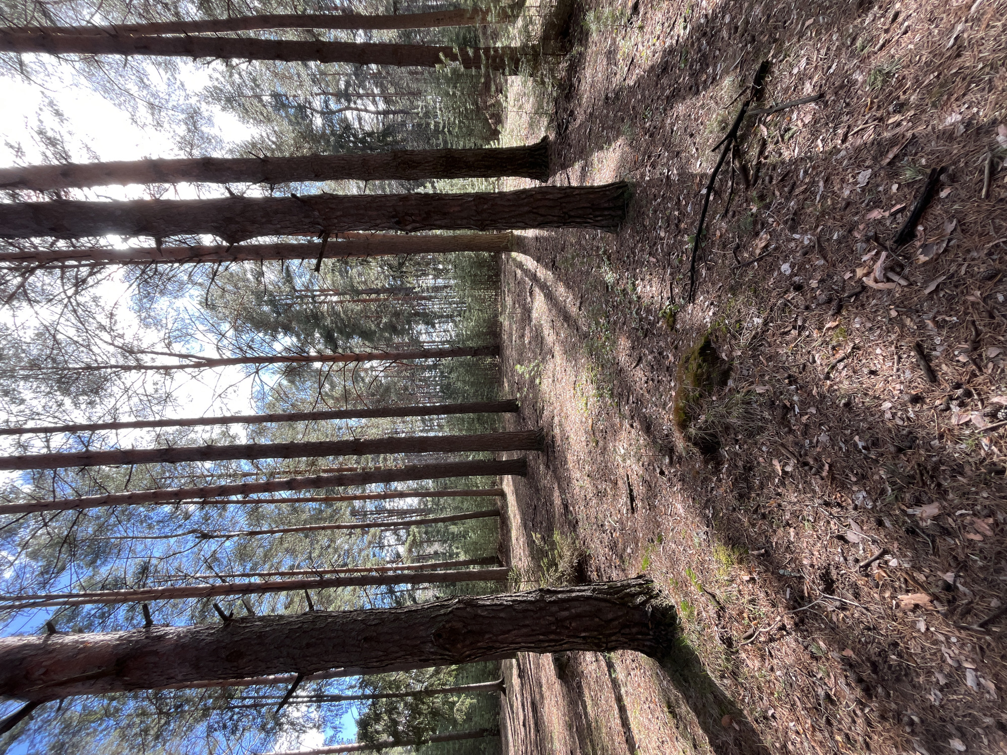 The image depicts a forest scene in Chaikovsky, Russia. It is composed of tall, thin trees, likely pine or similar conifers, that are spaced relatively close together. The ground is covered in a layer of brown needles, leaves, and small branches. Light penetrates the canopy, casting shadows and highlighting areas of the forest floor. There are no people or animals visible in the image. The perspective suggests the photo was taken from ground level.