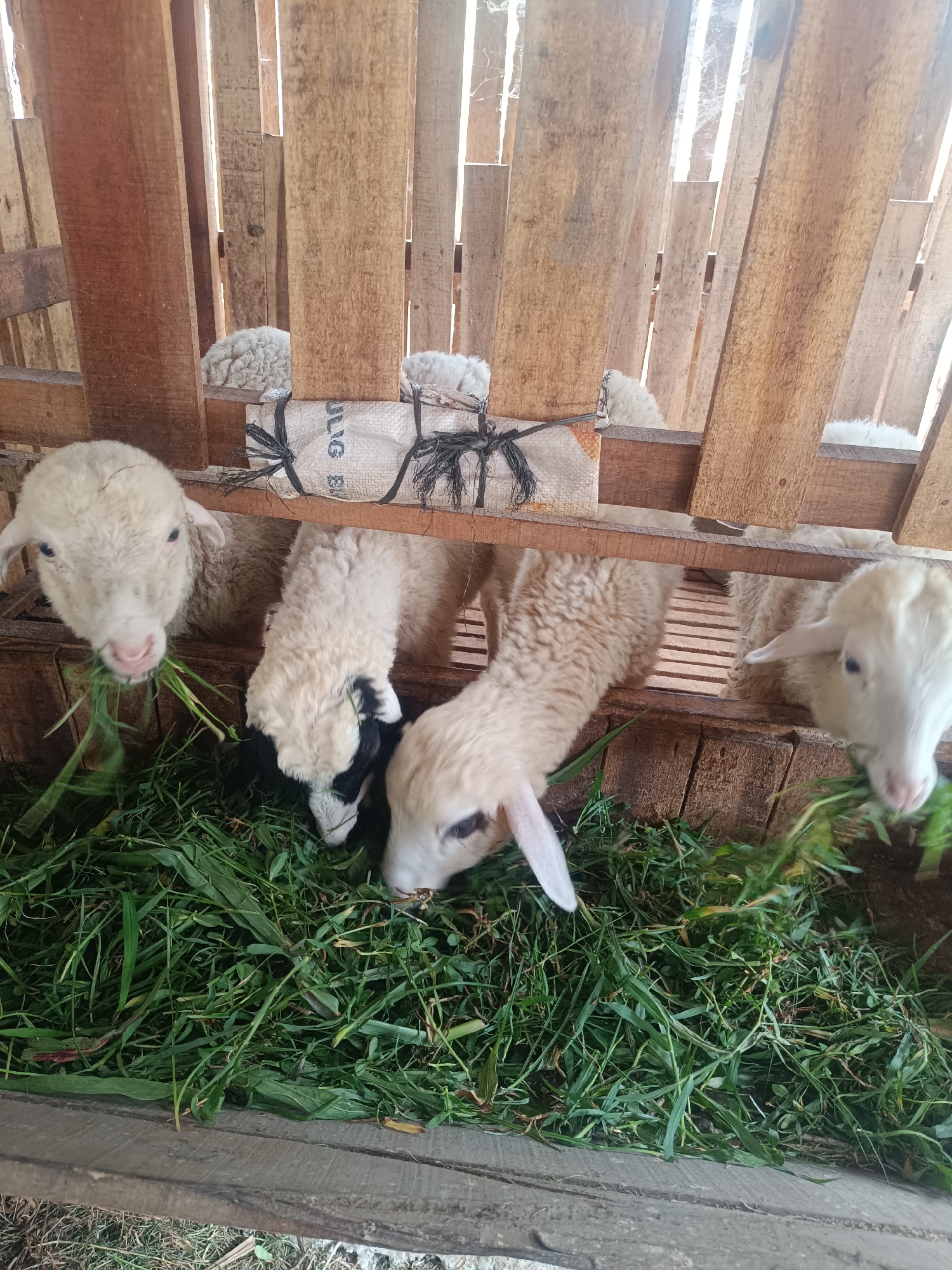 In Jetis, Indonesia, a flock of young sheep with white wool and some with black markings are eating grass in a wooden enclosure. The enclosure is constructed from vertical wooden planks and appears to be a stable or pen. In the background, additional sheep can be seen with their woolly bodies obscured by the wooden structure. A woven bag with black ties is visible attached to the wooden beams in the upper part of the image. The sheep are gathered around a trough filled with fresh green grass, actively consuming their meal. The lighting suggests it is daytime, with natural light filtering through the gaps in the wooden walls.