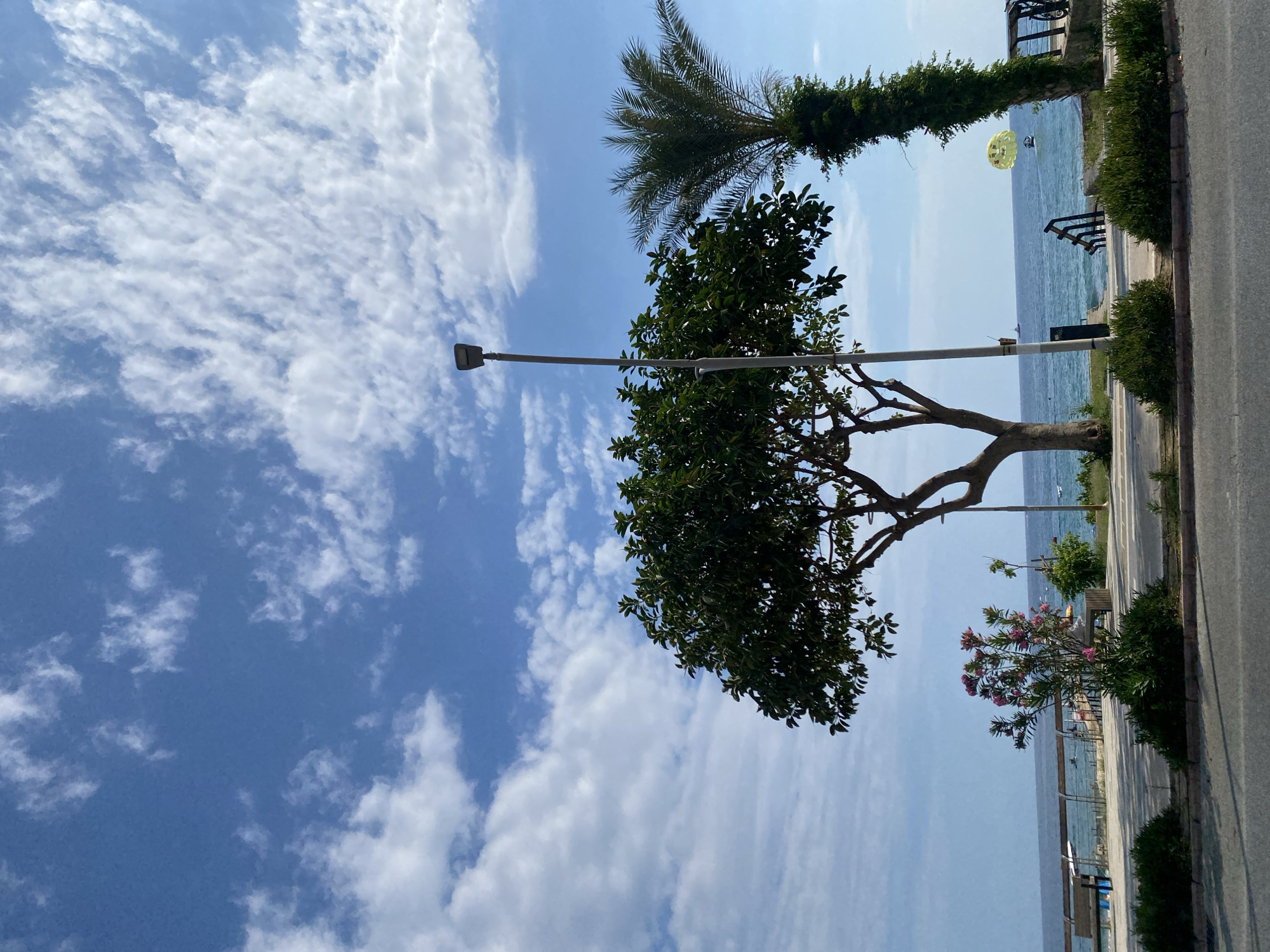 The image captures a sunny day scene in Alanya, Turkey, likely from a street adjacent to the coastline. A paved road occupies the foreground, with a grassy median separating it from a promenade. Beyond the promenade, the turquoise waters of the Mediterranean Sea are visible, dotted with several small boats and a yellow parasailer.
Several trees provide shade: a broad-leafed tree with a dense canopy stands prominently in the mid-ground, a tall palm tree with lush fronds is to its right, and smaller bushes and a flowering plant with pink blossoms are scattered throughout the scene. A street lamp is positioned between the two main trees. A white railing and benches line the promenade, suggesting a public recreational area.
The sky above is a vibrant blue, adorned with scattered white, wispy clouds, indicating fair weather. The overall impression is one of a serene coastal resort town on a bright, clear day.