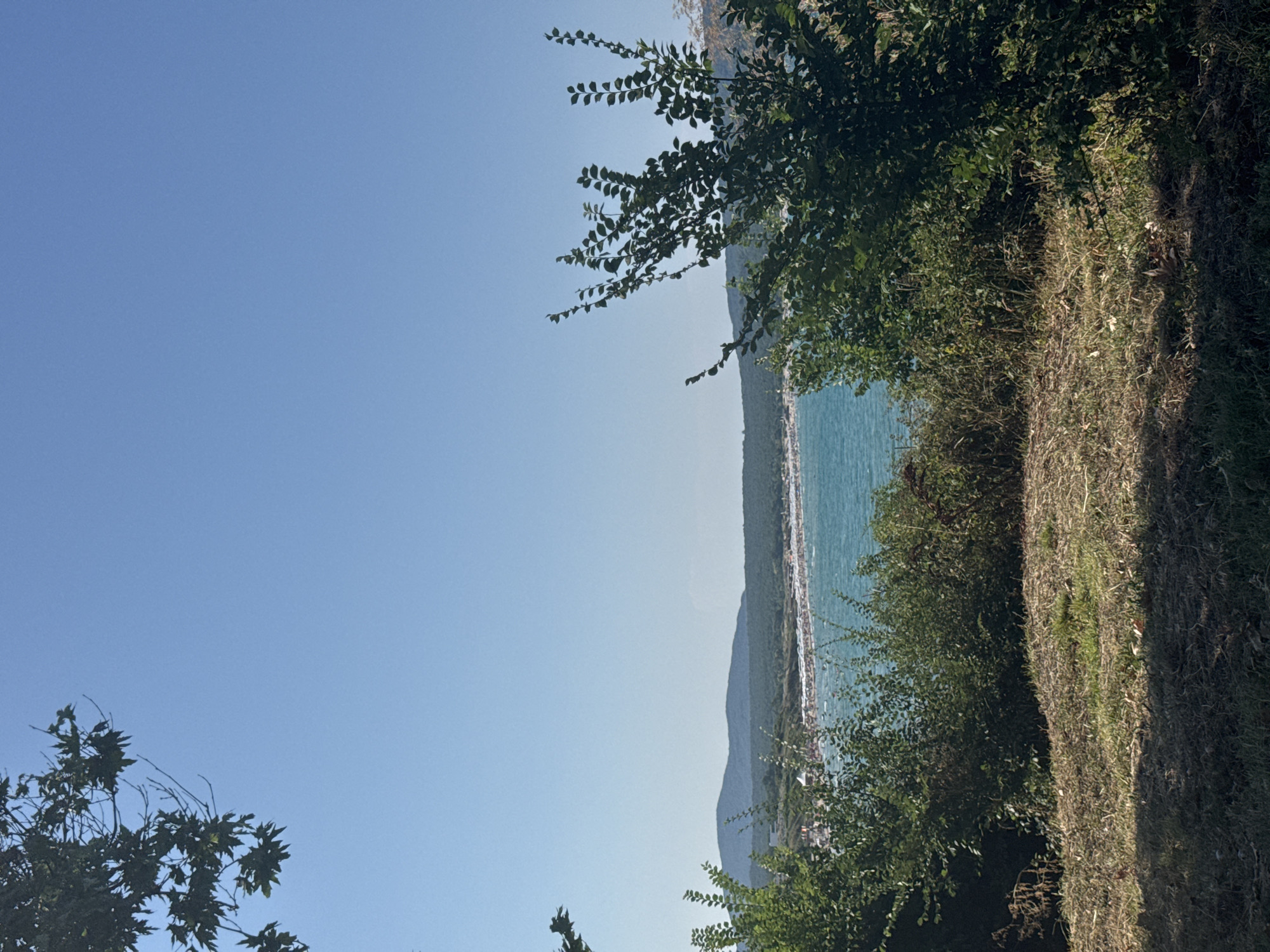 The image shows a coastal view of a crowded beach in Primorsko, Bulgaria. The foreground features dry, mowed grass and the lower branches of green trees. In the mid-ground, dense green foliage forms a natural frame, obscuring some of the view. Beyond the greenery, a turquoise sea stretches towards a distant shoreline lined with numerous white umbrellas and a dense congregation of people. The background consists of low, rolling hills covered in trees, under a clear, bright blue sky. The lighting suggests it is a sunny day.