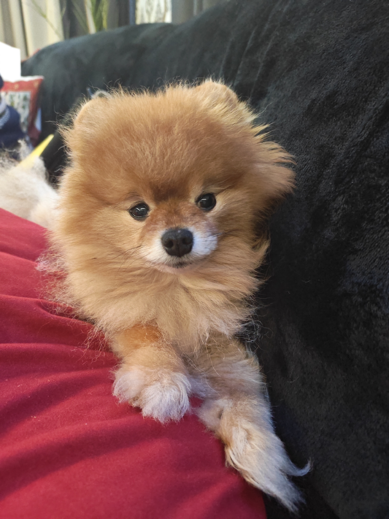 A fluffy, light brown Pomeranian dog is lying on a red surface, with its body extending onto a dark background. The dog is facing the camera with its head slightly tilted and paws extended forward. Its eyes are dark and its nose is black. The dog's fur is dense and appears soft. The red surface beneath the dog has a textured appearance. The dark background behind the dog is also textured, possibly a blanket or upholstery. The environment does not contain any recognizable elements to indicate a specific location in the city of Чонкаўскі сельскі Савет, Belarus.