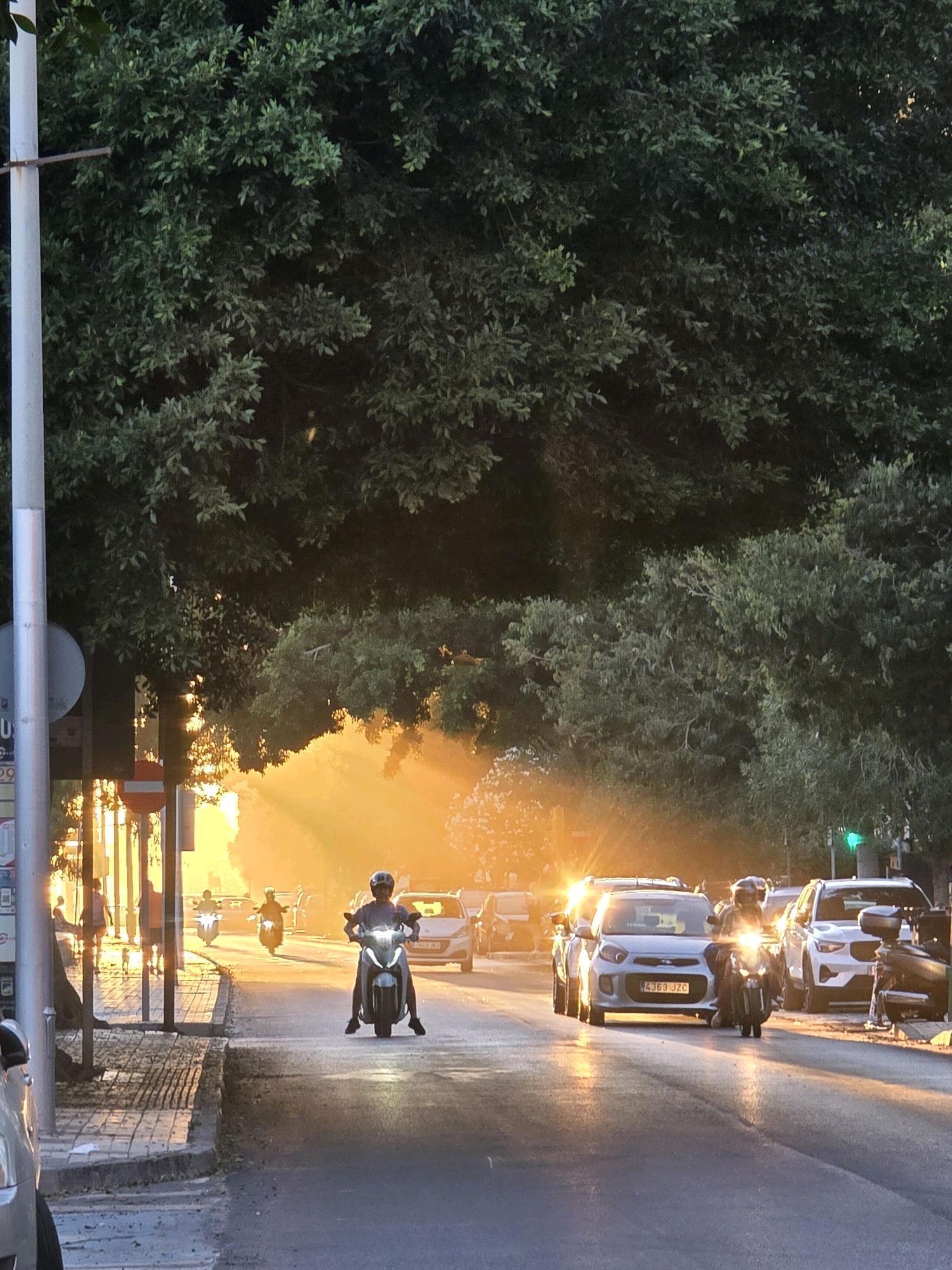 This image captures a street scene in Málaga, Spain, during what appears to be sunset. The low angle of the sun casts long shadows and creates a warm, golden light that filters through the dense foliage of large trees lining the street.
Several vehicles are present, including a silver Kia Picanto with license plate "4363 JZC" in the foreground, a white SUV, and other cars further down the street. A traffic light is visible on the right, showing a green signal.
The road is asphalt, with a pedestrian sidewalk made of concrete tiles on the left. A lamppost stands prominently on the left side of the image.
Several people are on motorcycles, navigating the street. One individual on a dark-colored scooter is in the immediate foreground, facing the camera, with their headlights on. Another scooter is slightly behind and to the left. Further in the distance, two more figures on motorcycles are visible, silhouetted against the bright sunlight. A few pedestrians can be seen walking on the sidewalk on the left side of the street.
The atmosphere is characterized by the dramatic play of light and shadow, with the sun's rays creating a hazy, luminous effect. The trees dominate the upper portion of the frame, providing a dark, leafy canopy.