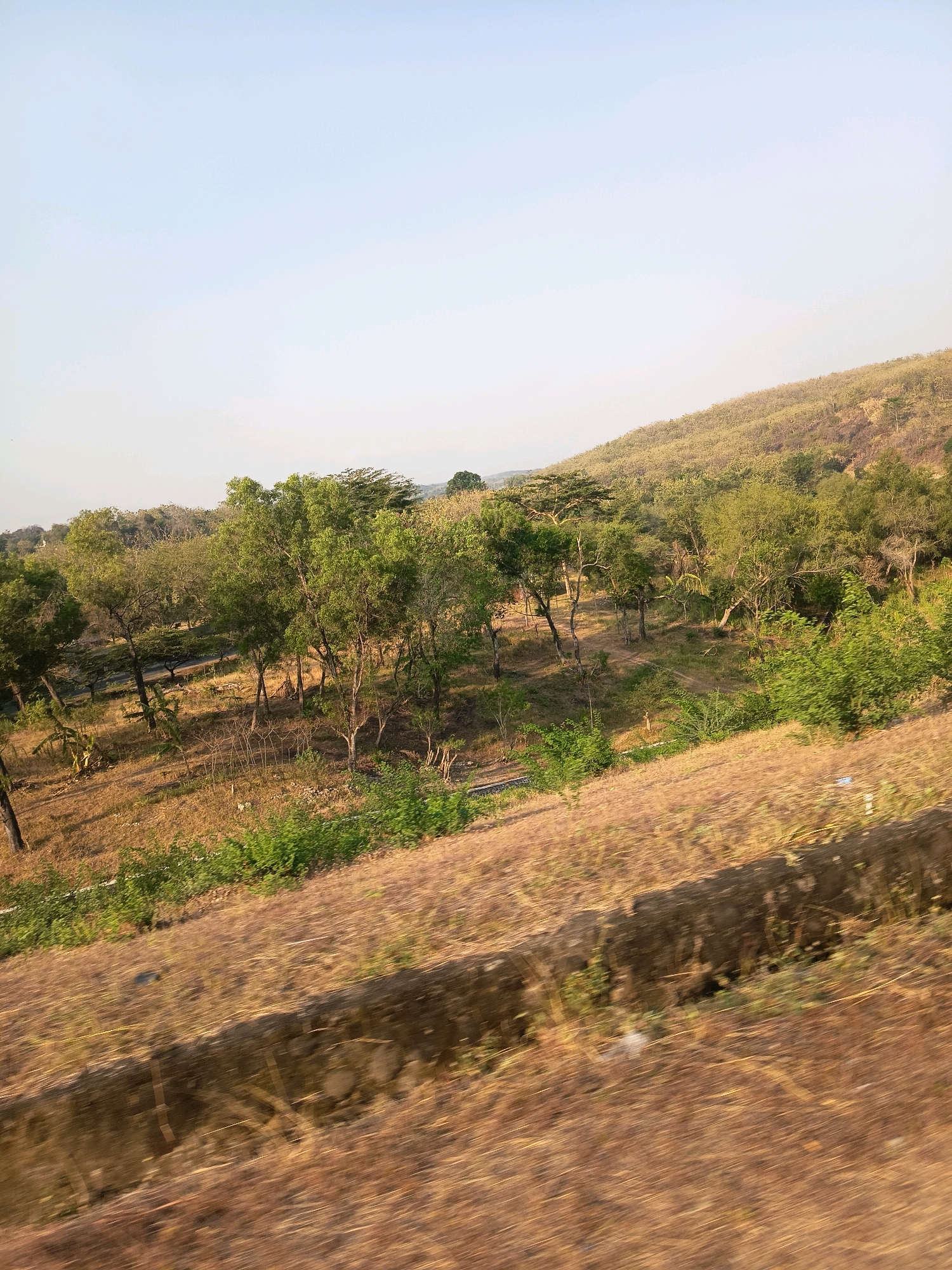 A landscape photograph taken from a moving vehicle shows a dry, grassy hillside dotted with trees. The foreground features a blurred texture of dry grass and a low, stone embankment, indicating movement. The midground reveals a cluster of trees with green foliage and some bare branches, situated on a gently sloping terrain. Further in the background, the hillside continues to rise, covered in sparser vegetation and trees, culminating in a distant, hazy horizon. The sky is a pale, clear blue, suggesting it is daytime. The scene is consistent with the natural landscape found in Kalangbancar, Indonesia, characterized by its hilly terrain and periods of dry vegetation.