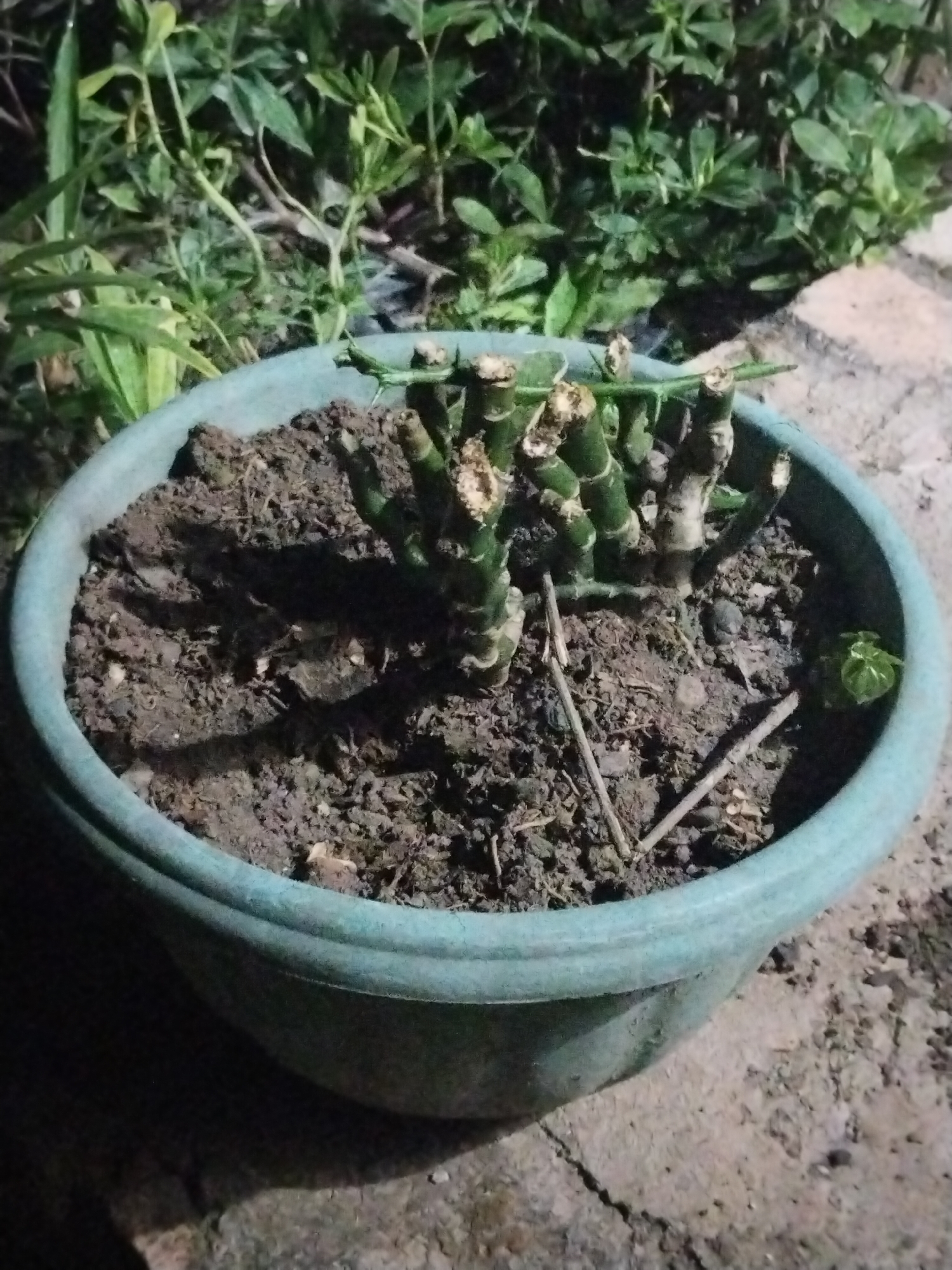 A close-up, eye-level shot shows a potted plant with bamboo-like stalks in the city of Suka Ramai, Indonesia. The plant is in a round, teal-colored plastic pot filled with dark soil. The stalks appear cut and some have small, light-colored buds or new growth. The pot is placed on a rough, concrete-like surface. In the background, out of focus, are green plants and foliage. The lighting suggests it may be dusk or night.