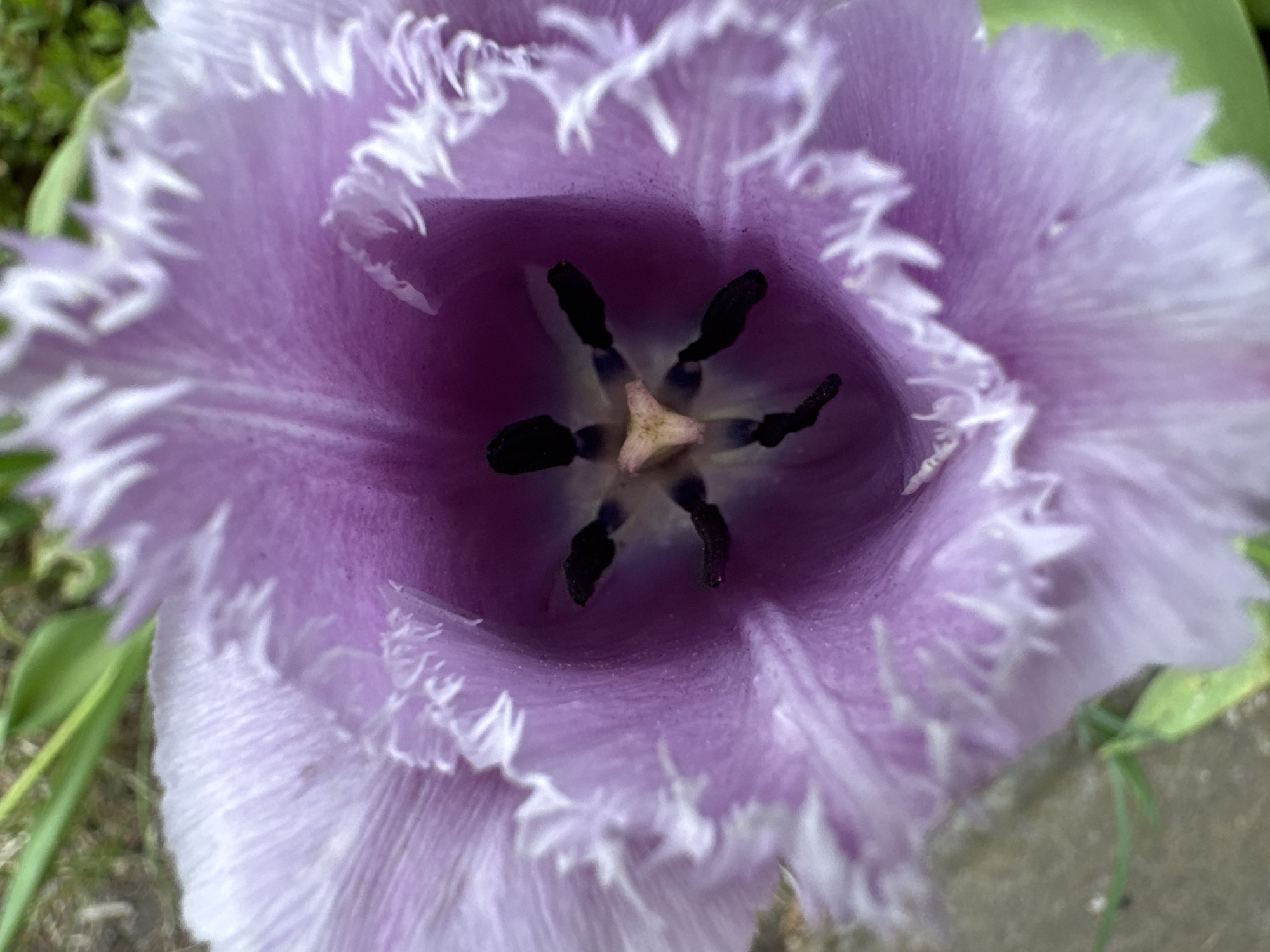 The image is a close-up of a purple tulip flower. The flower has fringed or ruffled edges that are light purple to white. The center of the flower is visible, showing dark stamens surrounding a light-colored pistil. The background is blurred, with hints of green vegetation and a grey surface, suggesting the flower is in a garden or outdoor setting. There is no evidence to confirm the location is in Novolozuvatka, Ukraine, or even to suggest any specific geographical location. There are no people visible in the image.