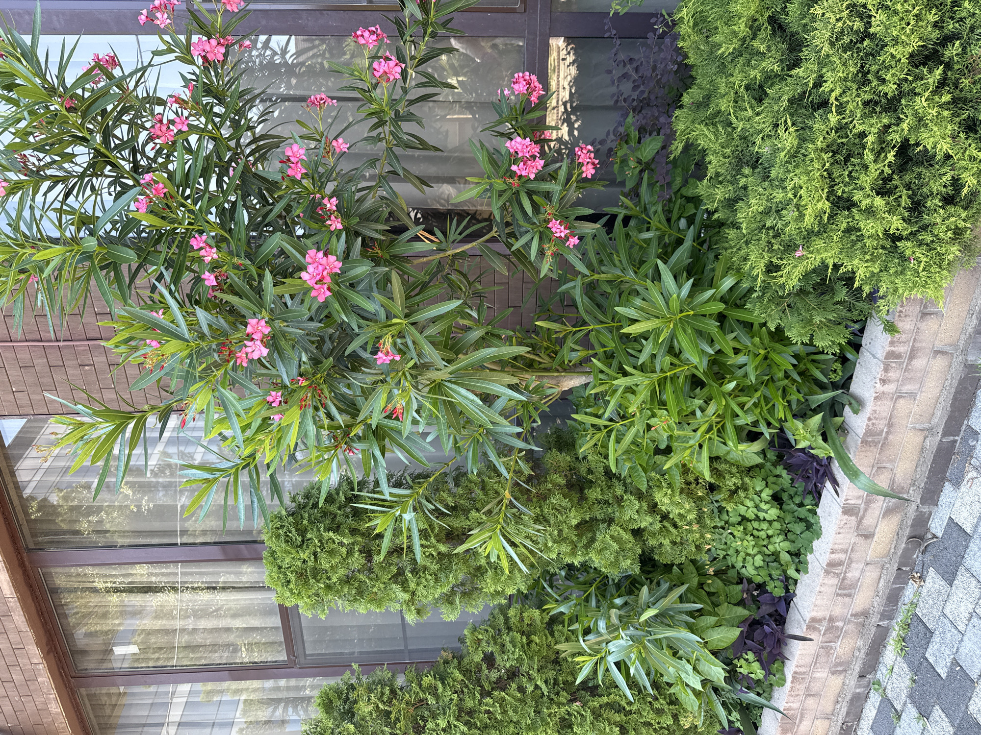 This is a high-angle, full shot of an outdoor garden featuring a variety of plants. The primary subject is a flowering shrub with vibrant pink blossoms and long, narrow green leaves. Interspersed with this are several types of evergreen shrubs, some with a dense, conical shape and others more feathery in appearance. Dark purple foliage plants are also visible, adding a contrasting color to the scene. The garden appears to be situated next to a building with large windows and brown window frames. A brick border with gray and black paving stones runs along the right edge of the frame, suggesting a walkway or patio area.
The lighting suggests it is daytime, with sunlight casting shadows on the plants and windows. The overall impression is that of a well-maintained garden, possibly in a residential or commercial setting. No people are visible in the image. The lush greenery and blooming flowers indicate a season of growth, likely spring or summer. The scene is peaceful and tranquil, focusing on the natural beauty of the plants. There is no visible text in the image.