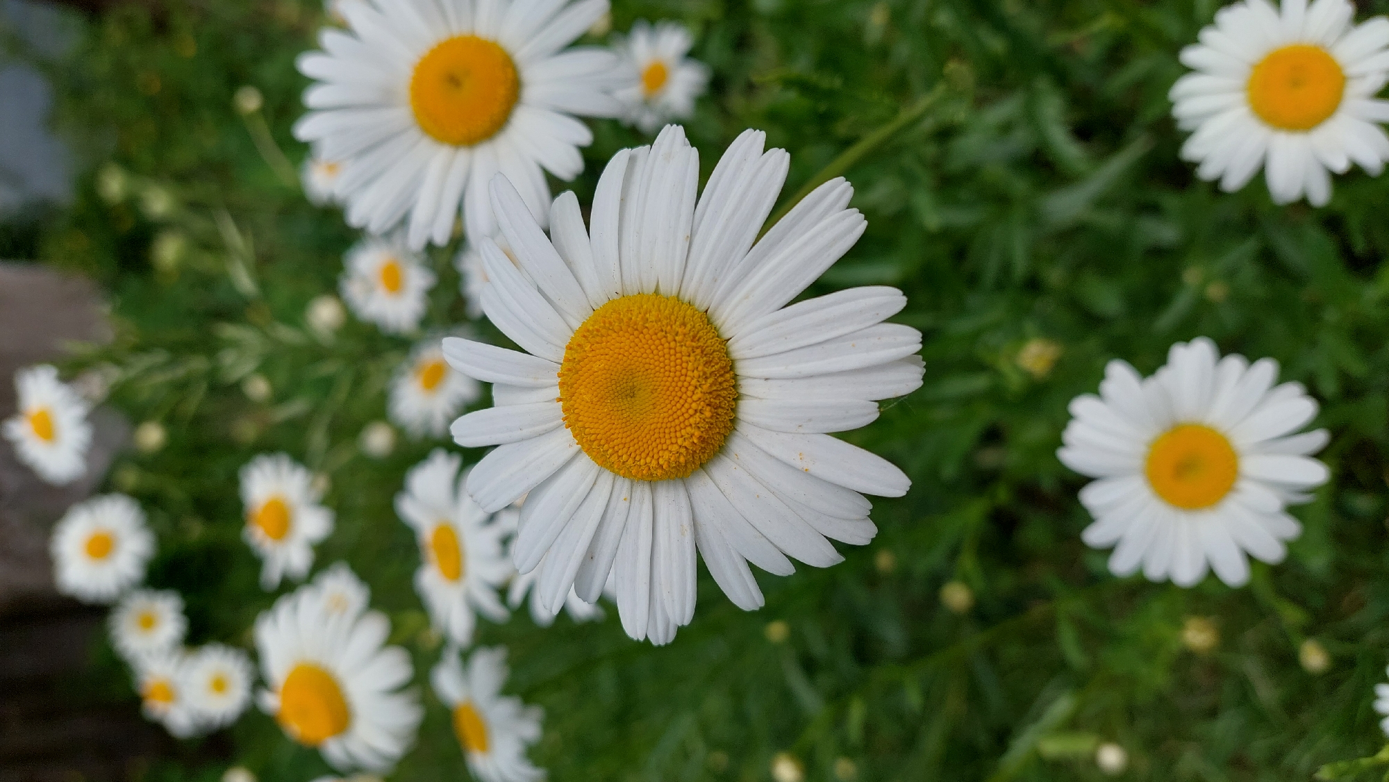 A close-up outdoor shot captures a vibrant cluster of white daisies with bright yellow centers, set against a blurred background of green foliage. The central focus is on a single daisy, prominently displayed in the middle of the frame, its white petals and textured yellow disc appearing sharp and clear. Several other daisies, varying in size and clarity, are scattered throughout the image, contributing to a sense of depth and a natural, abundant setting. Some flowers are partially cropped, while others are visible as soft, round blurs in the background and foreground, indicating a shallow depth of field. The green leaves and stems of the plants provide a verdant contrast to the white and yellow blooms. The lighting suggests a bright, possibly sunny day. No people or visible text are present. The overall scene conveys a feeling of nature, freshness, and the simplicity of blooming flowers.