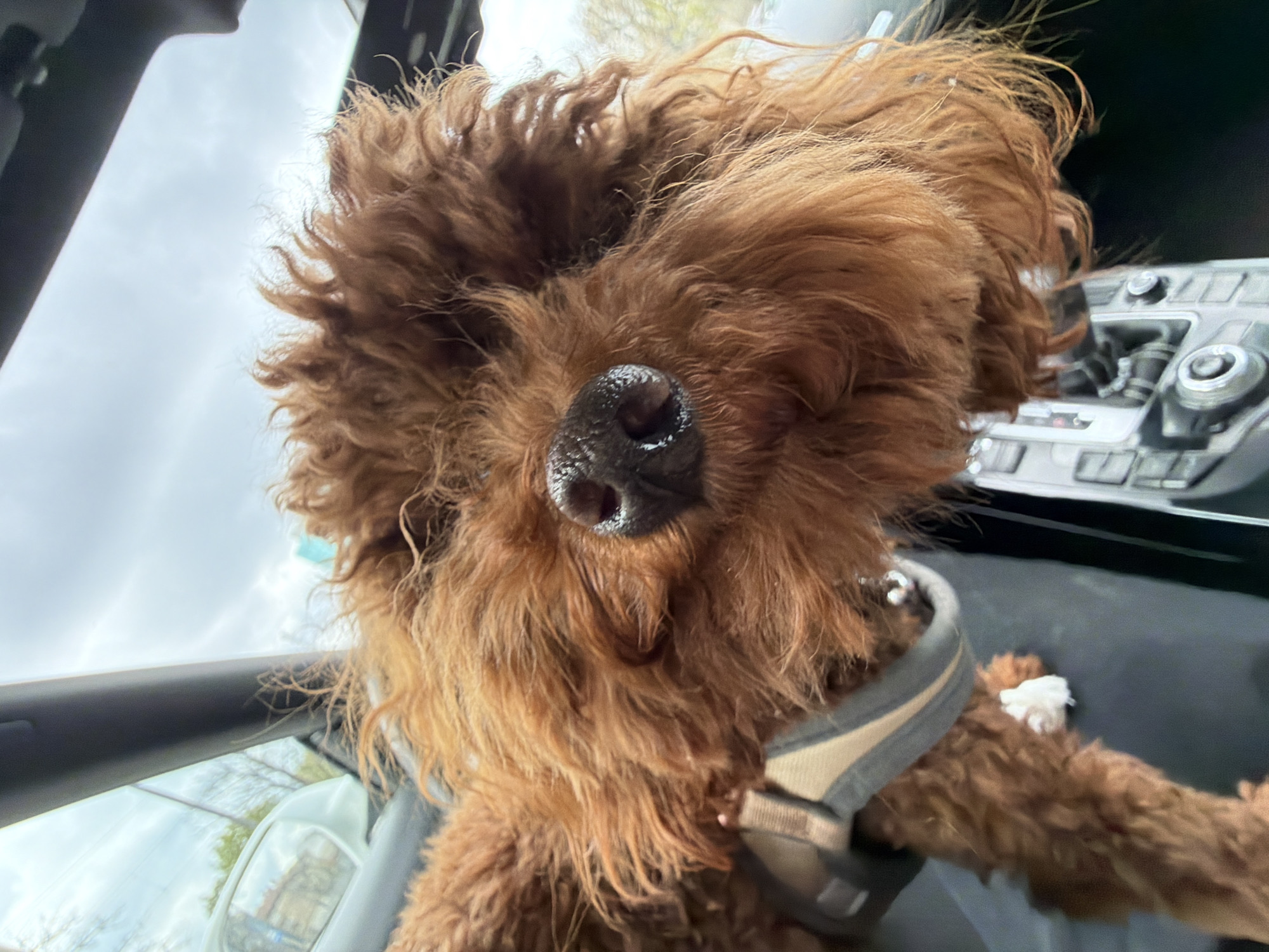 This close-up, low-angle photograph captures a fluffy, reddish-brown curly-haired dog, likely a poodle or doodle breed, positioned inside a car in Sofia, Bulgaria. The dog's head is the primary subject, with its moist, black nose prominently featured in the center of the frame, looking directly towards or slightly above the camera. Its eyes are mostly obscured by its abundant, somewhat disheveled fur, giving it a playful and energetic appearance.
The dog wears a multi-toned harness, featuring shades of grey and beige, visible around its chest and shoulders. The setting is clearly a car interior, with elements of the dashboard and a central console, featuring silver buttons and dials, visible on the right side of the image. The left side of the frame shows the dark trim of the car's interior, possibly a door frame, against a bright, overcast sky seen through the window. Faint outlines of trees, appearing to be deciduous and bare, are visible through the car's glass, suggesting late autumn or winter.
The lighting indicates daytime, with a soft, diffused light characteristic of cloudy weather. A small, crumpled white object, possibly a tissue or paper, is visible on the car's seat next to the dog's right paw. The image conveys a sense of the dog being an attentive and active passenger, possibly enjoying the car ride or looking out the window. There is no visible text in the image.