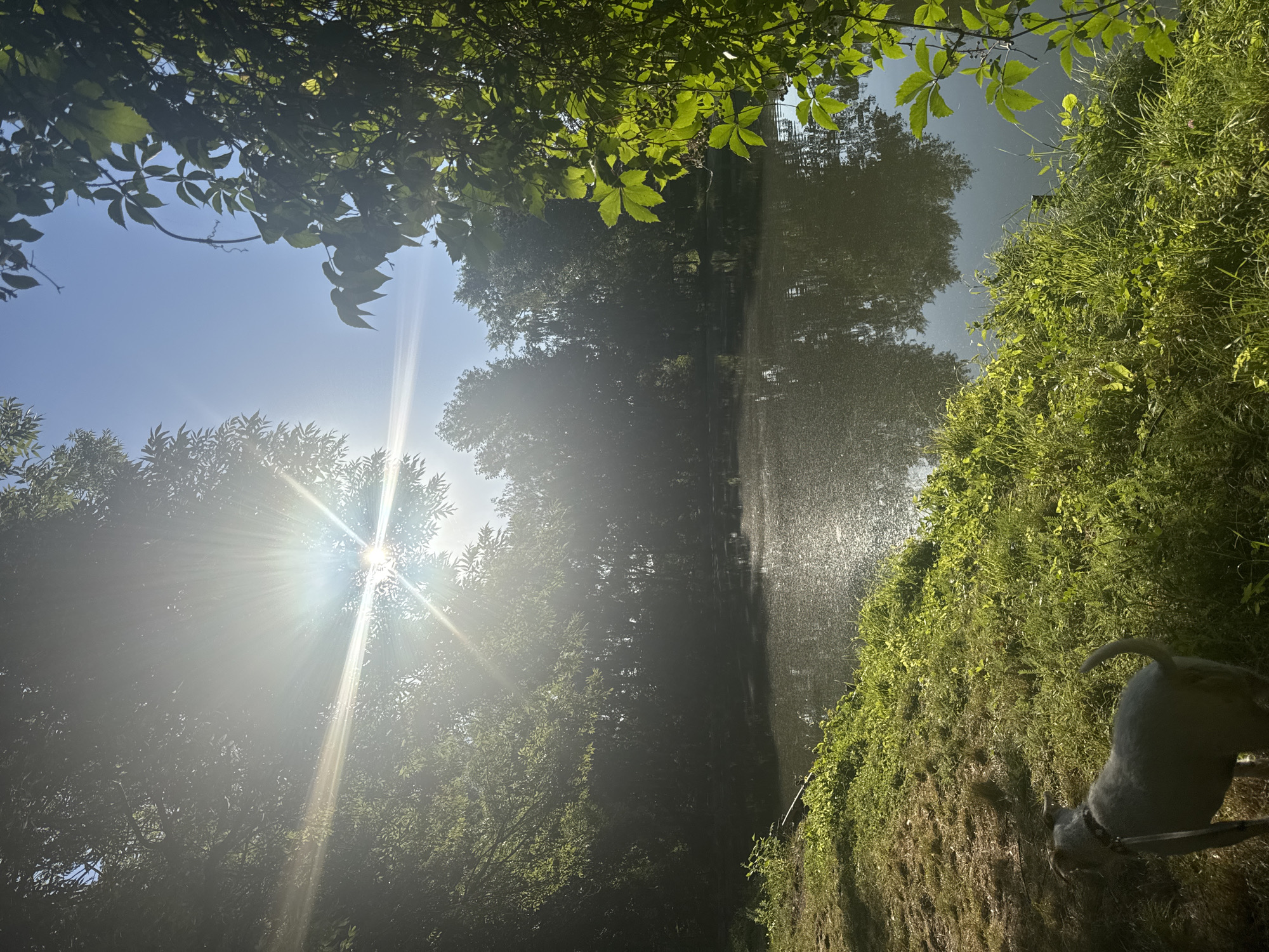 A grey dog on a leash stands on a grassy bank overlooking a calm body of water. The sun is shining brightly through the trees, casting lens flare across the image. The water reflects the surrounding trees and the bright sky. The location is the pond within the grounds of the former Svatopluk Čech open-air theatre in Horoměřice, Czechia.