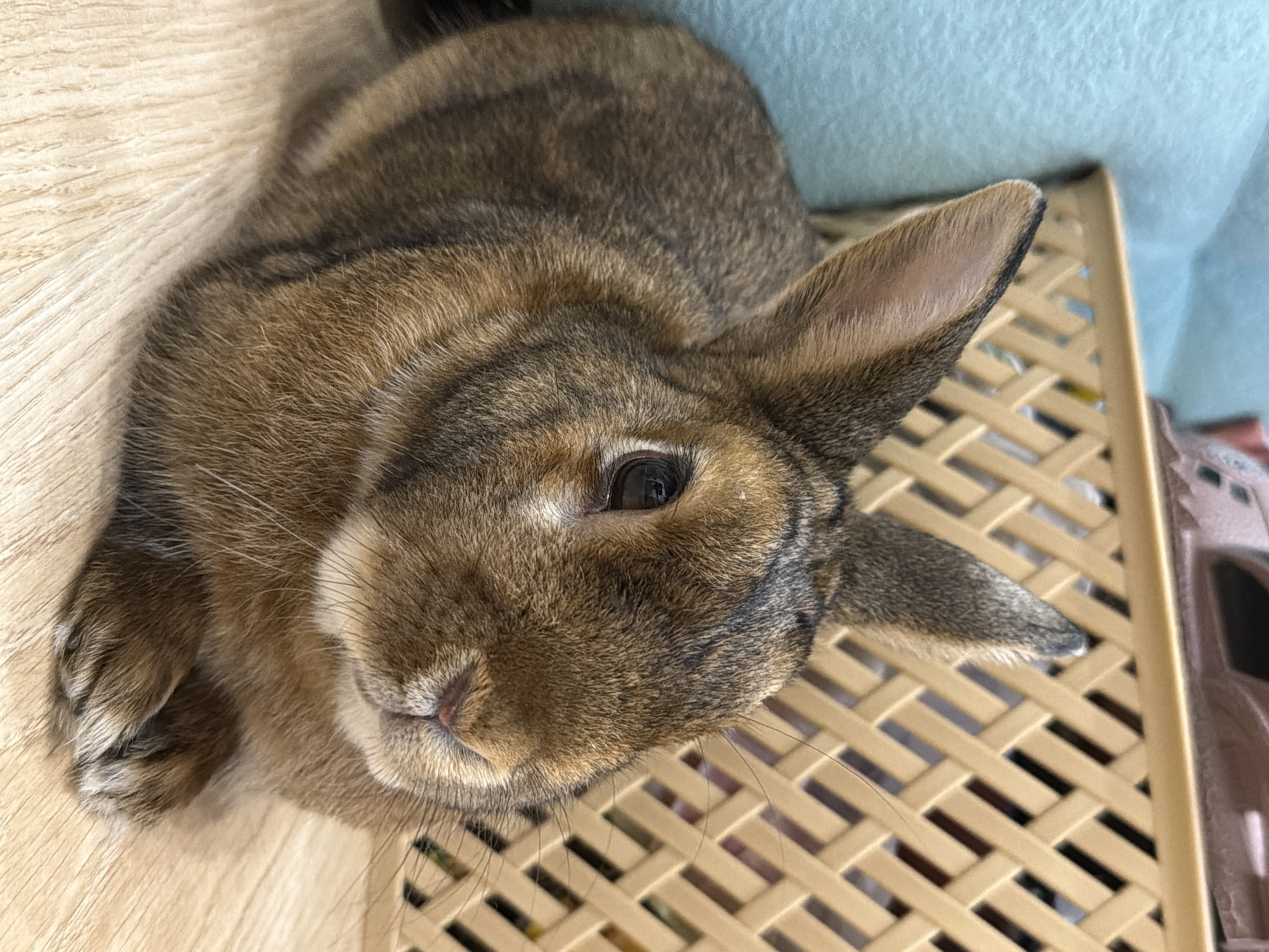 This media file is a close-up, overhead shot of a brown rabbit lying down on a light-colored wooden surface. The rabbit's fur is a mix of brown and gray tones, with darker tabby-like markings on its head and body. Its left eye is clearly visible, a dark pupil with a hint of reflection. The rabbit's nose and mouth are also in focus, with its pink nose and white whiskers being prominent features.
The rabbit is positioned on what appears to be a light-colored wooden floor or surface. To the right of the rabbit, a portion of a textured, light brown object is visible, possibly a basket or a piece of furniture with a woven pattern. In the background, a soft blue fabric or surface can be seen, suggesting a comfortable or cushioned area. The lighting in the image appears to be natural, casting gentle shadows and highlighting the textures of the rabbit's fur and the surrounding environment.
The rabbit appears to be resting or relaxed, with its head slightly tilted towards the viewer. There are no visible people, text, or specific weather conditions mentioned in the scene. The overall impression is one of a quiet, domestic moment with a pet. The location context of Solikamsk, Russia, does not offer specific visual cues within the image itself.