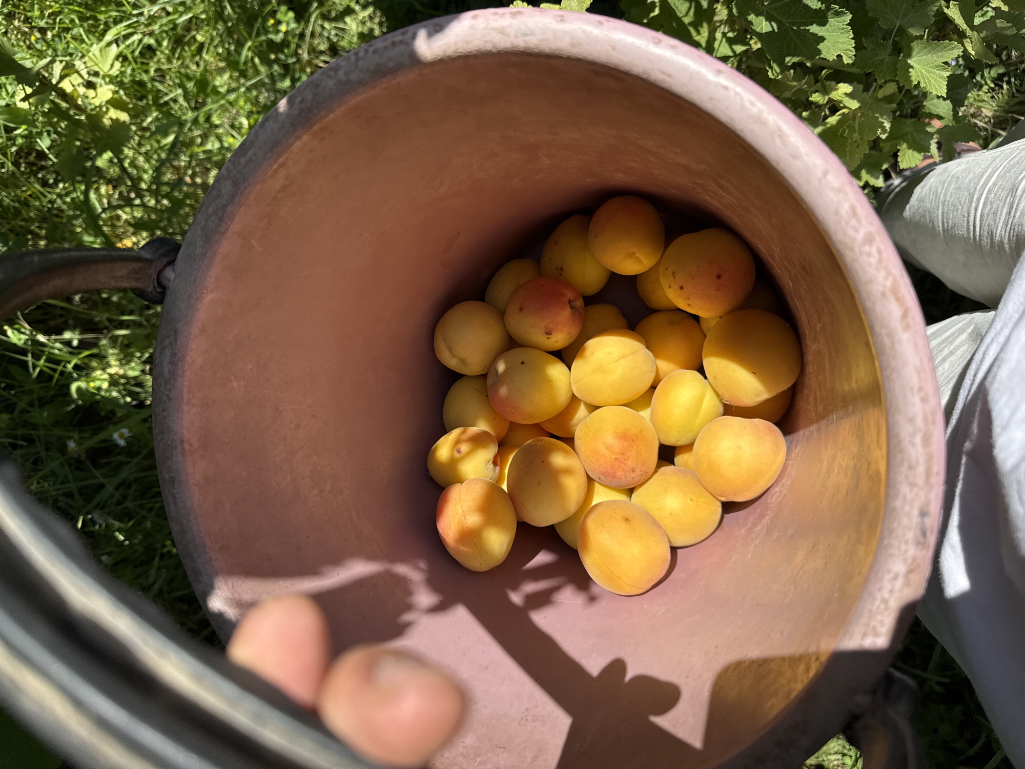 A close-up, overhead shot shows a pink bucket filled with ripe apricots. The apricots are a vibrant yellow-orange with some showing a blush of red. They are clustered together in the bucket, which is made of plastic and has a worn, slightly textured surface. The bucket appears to be sitting on the ground amidst green foliage, suggesting an outdoor setting. The sunlight casts shadows of the apricots and a human hand onto the side of the bucket. The background consists of lush green grass and leaves, indicating a natural environment. The scene evokes a sense of harvest and abundance. The image does not contain any elements that suggest the specific location of Tash-Kyia, Kyrgyzstan.