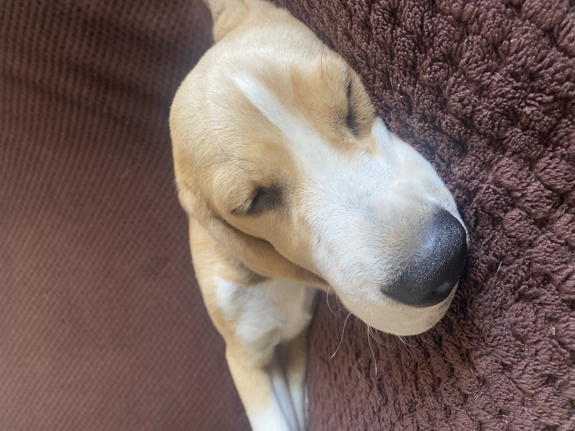 This is a close-up, overhead shot of a dog sleeping. The dog has light brown and white fur, with a white stripe down its forehead. Its eyes are closed, and its nose is black. It is resting on a brown, textured surface, possibly a bed or blanket. The lighting suggests it might be daytime, indoors. The dog appears peaceful and relaxed. No text is visible in the image.