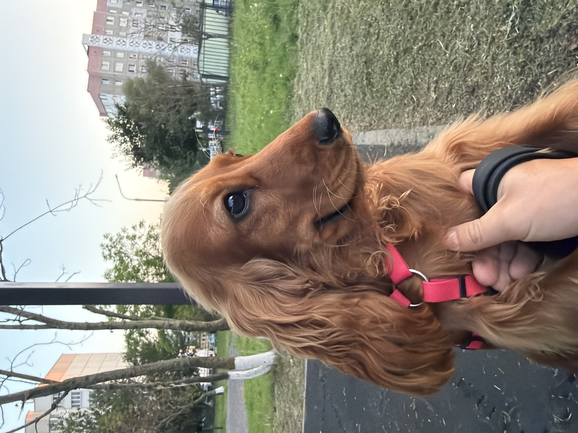 A close-up, side-profile photograph captures a young, reddish-brown Cocker Spaniel dog outdoors. The dog is wearing a bright pink harness. Its head is turned to the right, with its dark eye visible. The dog's long, wavy fur covers its ears and neck. A person's hand is visible in the lower right corner, holding the dog's harness and leash.
The background depicts a residential urban setting. To the left, a tall, light-colored building with rows of windows is partially visible, surrounded by trees. To the right, another multi-story building with a pink roof is visible, along with a green metal fence and a patch of mown grass. The ground in the foreground appears to be asphalt or a similar dark paved surface. The lighting suggests it is either early morning or late evening. The location is identified as Minsk, Belarus.