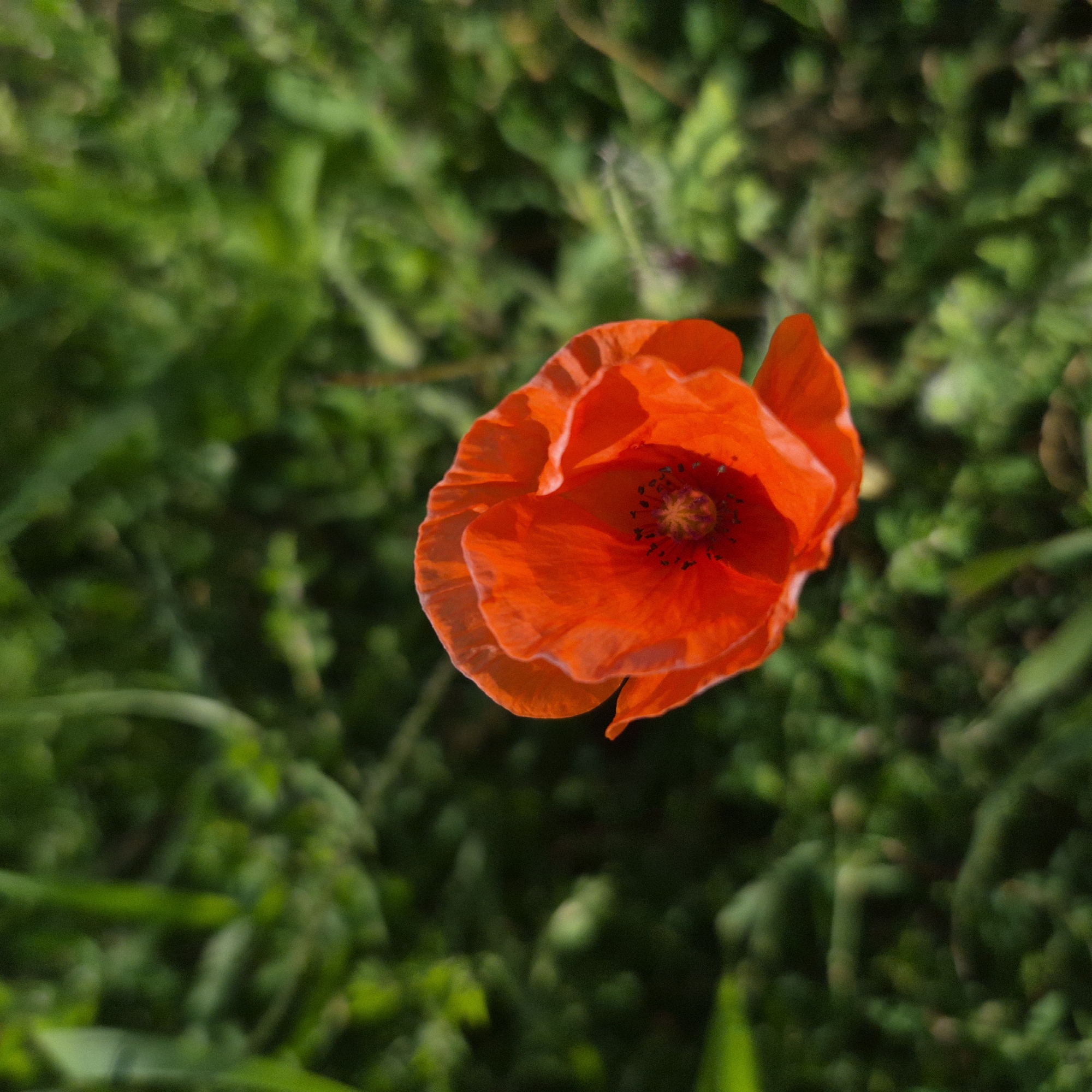 The image shows a close-up, top-down view of a single red poppy flower in bloom. The flower is the central focus, with its delicate, crinkled petals unfurling to reveal a dark center dotted with small black stamens. The vibrant red of the petals is illuminated by sunlight, creating highlights and shadows that give the flower a sense of depth.
The poppy is set against a soft, blurred background of green foliage. The greenery appears to be grass and other wild plants, suggesting an outdoor setting. The bokeh effect of the background blurs out any specific details, emphasizing the flower.
There is no information in the image that indicates its location in Gdańsk, Poland. The scene is natural and appears to be in a garden, meadow, or field. There are no people, man-made objects, or any other contextual clues to suggest a specific urban location.