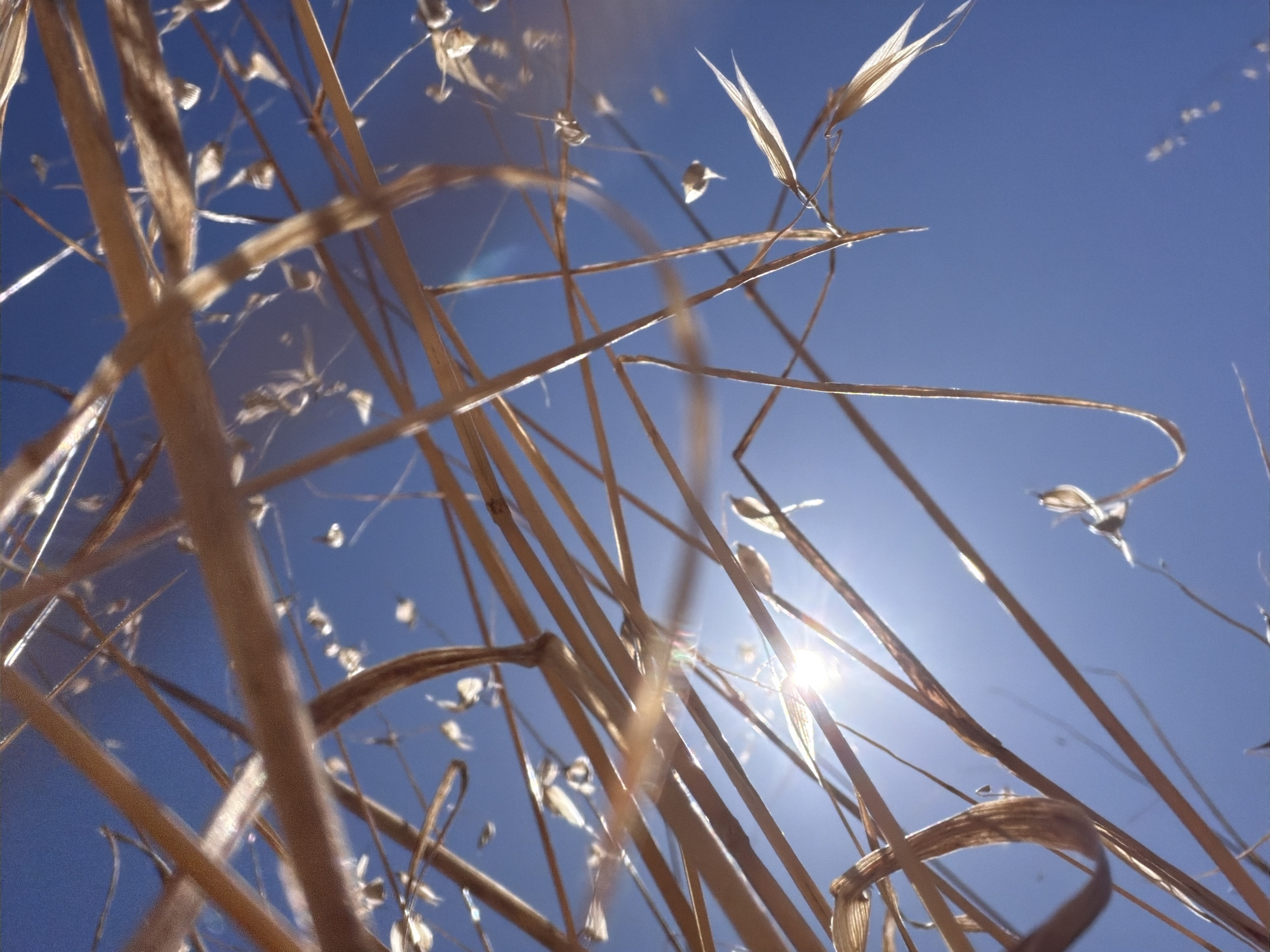 The image shows a close-up, low-angle view of dry, golden-brown grass stalks against a bright blue sky. The sun is visible as a bright, starburst-like light source, causing lens flare and highlighting the edges of the grass. Some small seed heads or dried flower parts are visible among the stalks. The scene appears to be outdoors, in an open area with dry vegetation, consistent with a natural or park-like setting. The presence of dry grass suggests a warm, possibly arid or late-season environment. There are no people, animals, or man-made structures clearly identifiable in the frame. The focus is on the texture and form of the grass and the effect of the sunlight.