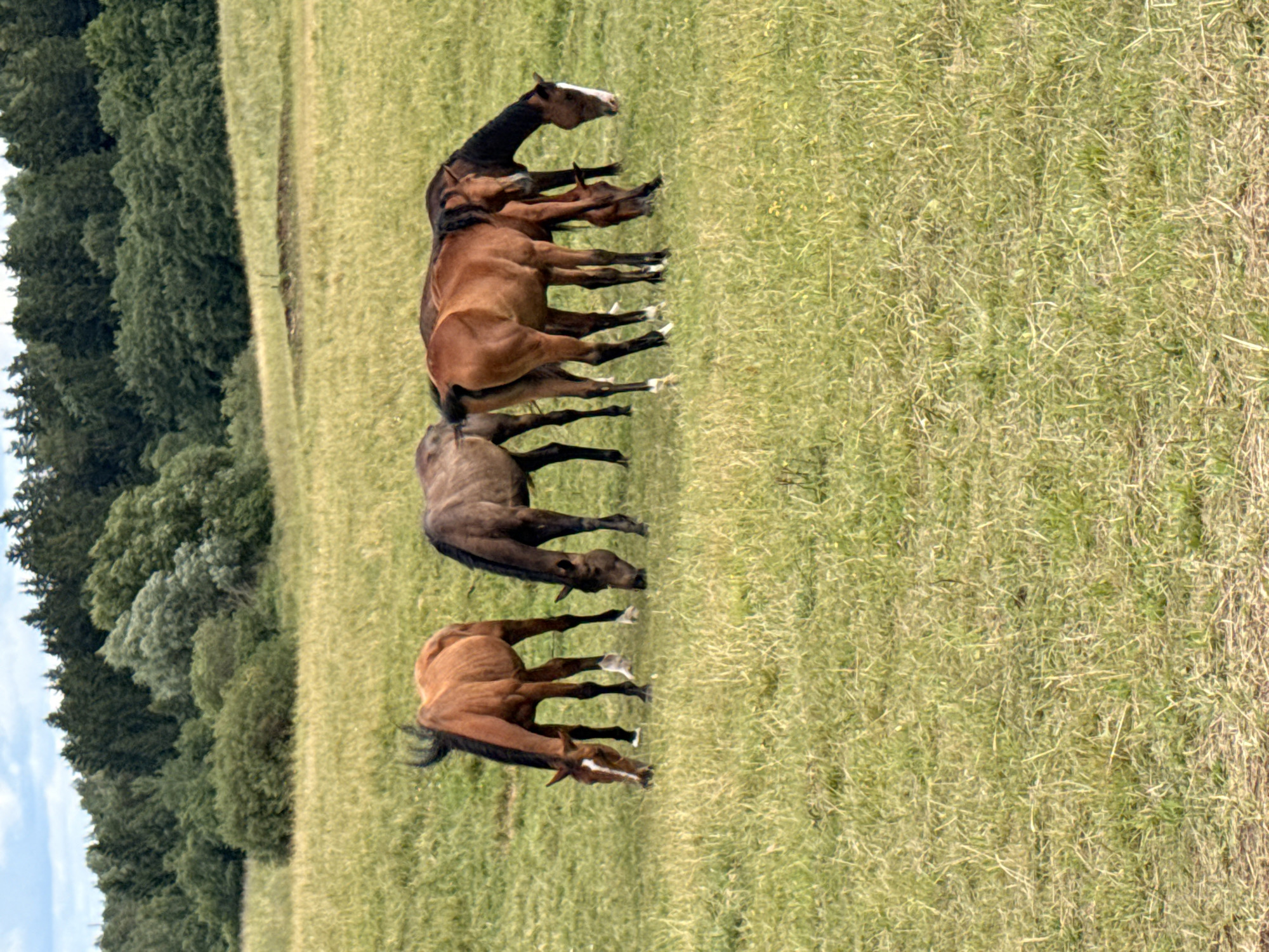 A herd of five horses grazes in a grassy field. The horses are of various colors, including chestnut and dark brown. They are positioned in the center of the frame, with a dense forest line visible in the background. The sky is partly cloudy. The scene appears to be a rural landscape.