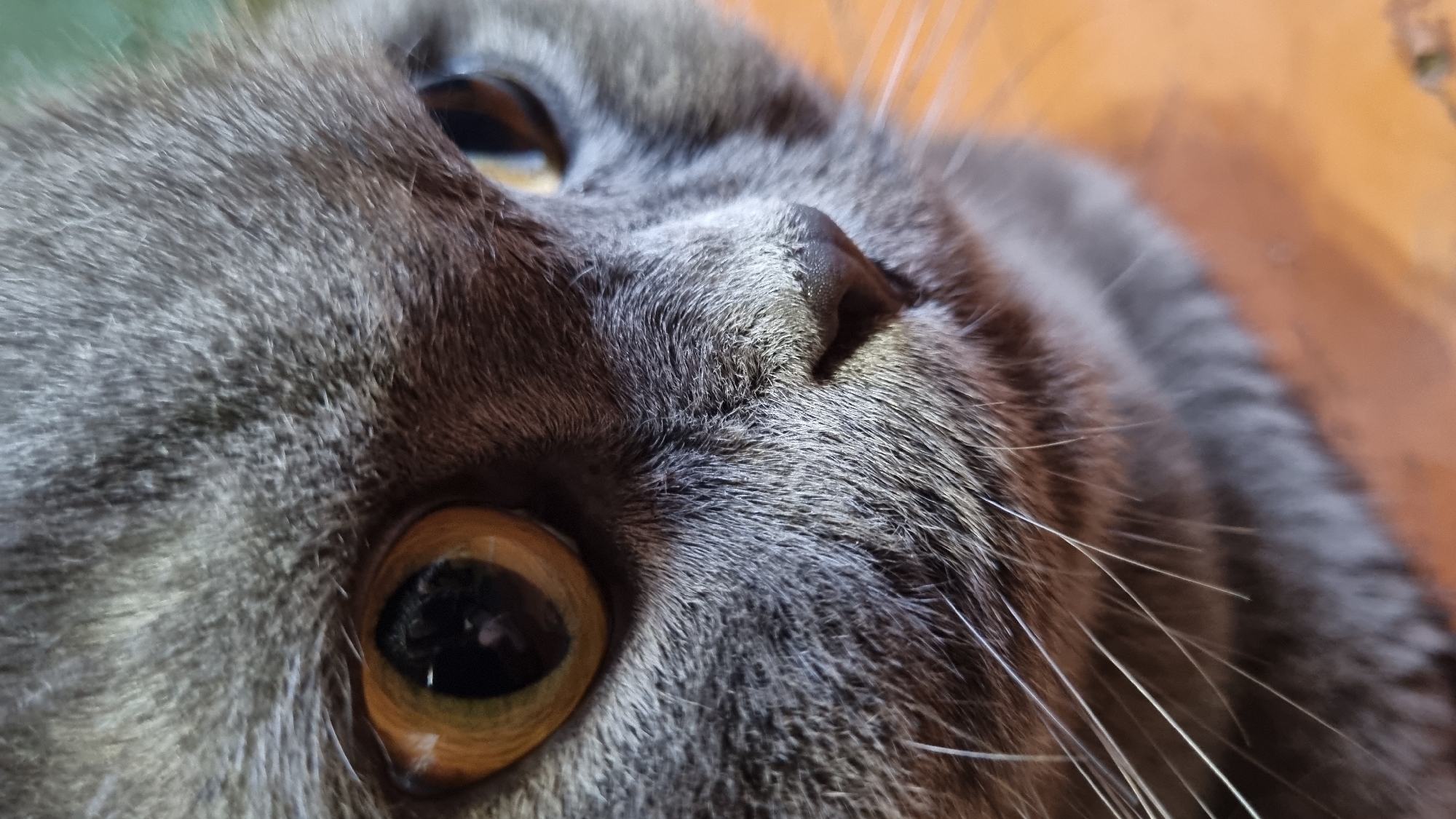 The image is a close-up shot of a grey cat's face. The cat has large, amber-colored eyes and prominent whiskers. The fur is short and dense, with some darker grey markings visible. The cat's nose is small and dark. The background is out of focus, appearing to be a wooden surface with an orange hue. There is no indication of the location being in Vysokoe, Russia, or any other specific city. The image captures a still moment, with no apparent action or interaction taking place.