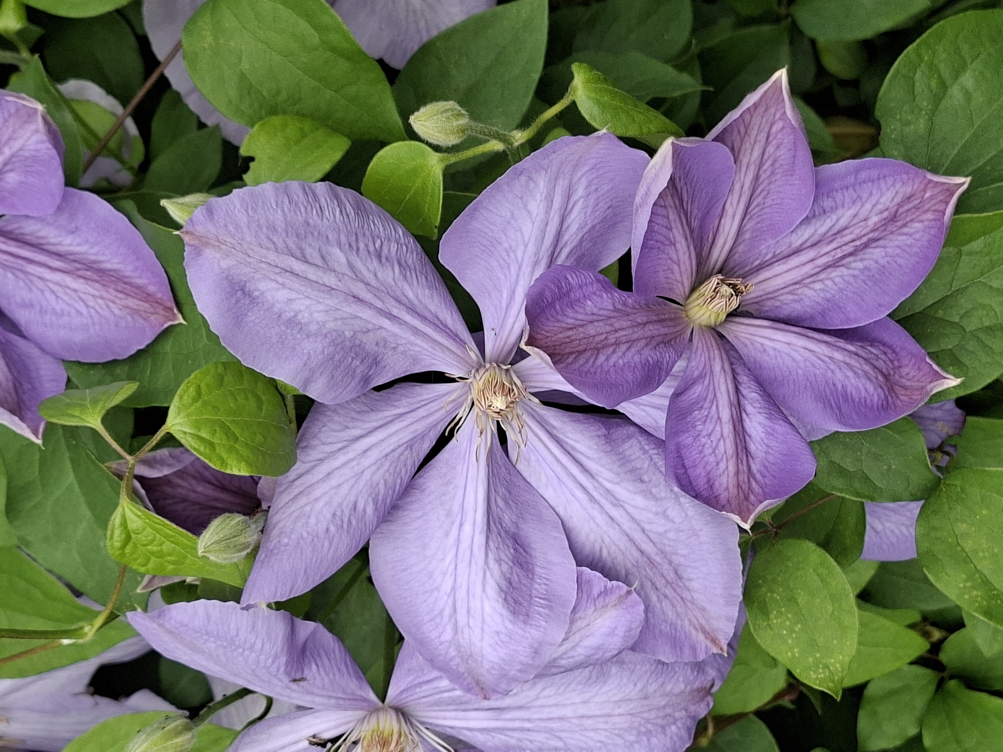 This is a close-up, vertical, full-frame shot of several lavender-colored Clematis flowers and green leaves. The flowers are in various stages of bloom, with some fully open and others still in bud. The petals of the open flowers are delicate and translucent, with prominent veins running through them. The centers of the flowers reveal stamens and pistils. The leaves are a vibrant green and provide a lush backdrop to the flowers. There are no people or any recognizable urban elements in the image. The scene appears to be a naturalistic setting, possibly a garden. Without specific identifying markers, the location in Alytus, Lithuania cannot be confirmed.