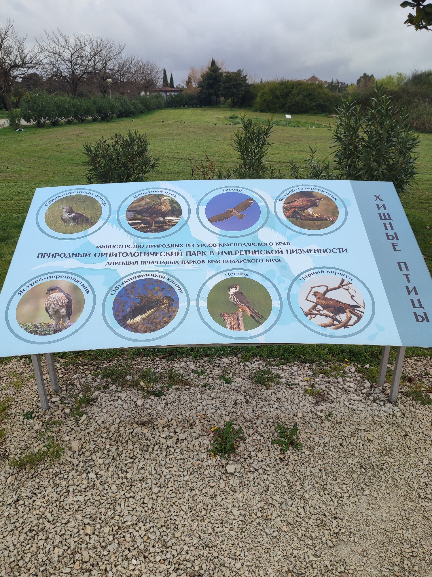 The image shows a sign in a park setting. The sign is titled "Хищные птицы," which translates to "Birds of Prey." It features images of various birds, including the European honey-buzzard, Eurasian marsh harrier, short-toed snake eagle, northern goshawk, Eurasian sparrowhawk, common buzzard, Eurasian hobby, and black kite. The sign also includes text indicating that it is part of the Ministry of Natural Resources of Krasnodar Krai and the Natural Ornithological Park in the Imeretinskaya Lowland. The sign is located in Sirius, Russia. The ground around the sign is covered in gravel. The background includes a grassy area with trees and shrubs, and possibly some distant buildings under a cloudy sky.