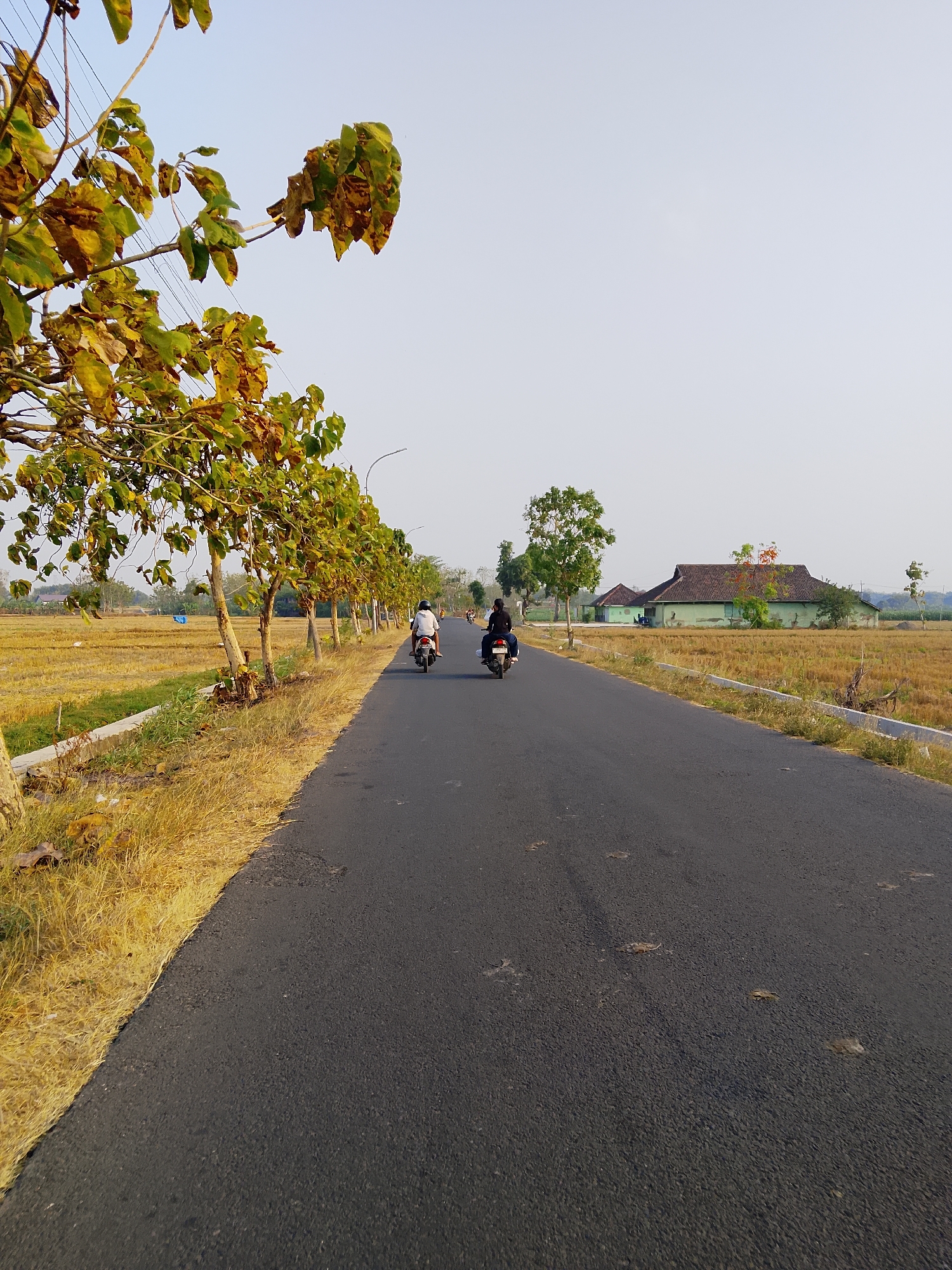 The image shows a paved road in the city of Ngadrin, Indonesia, with a field of dried rice stalks on the left and a house on the right. Two people on motorcycles are traveling down the road. The sky is clear and pale blue, indicating a sunny day. The trees lining the road have green and yellow leaves.