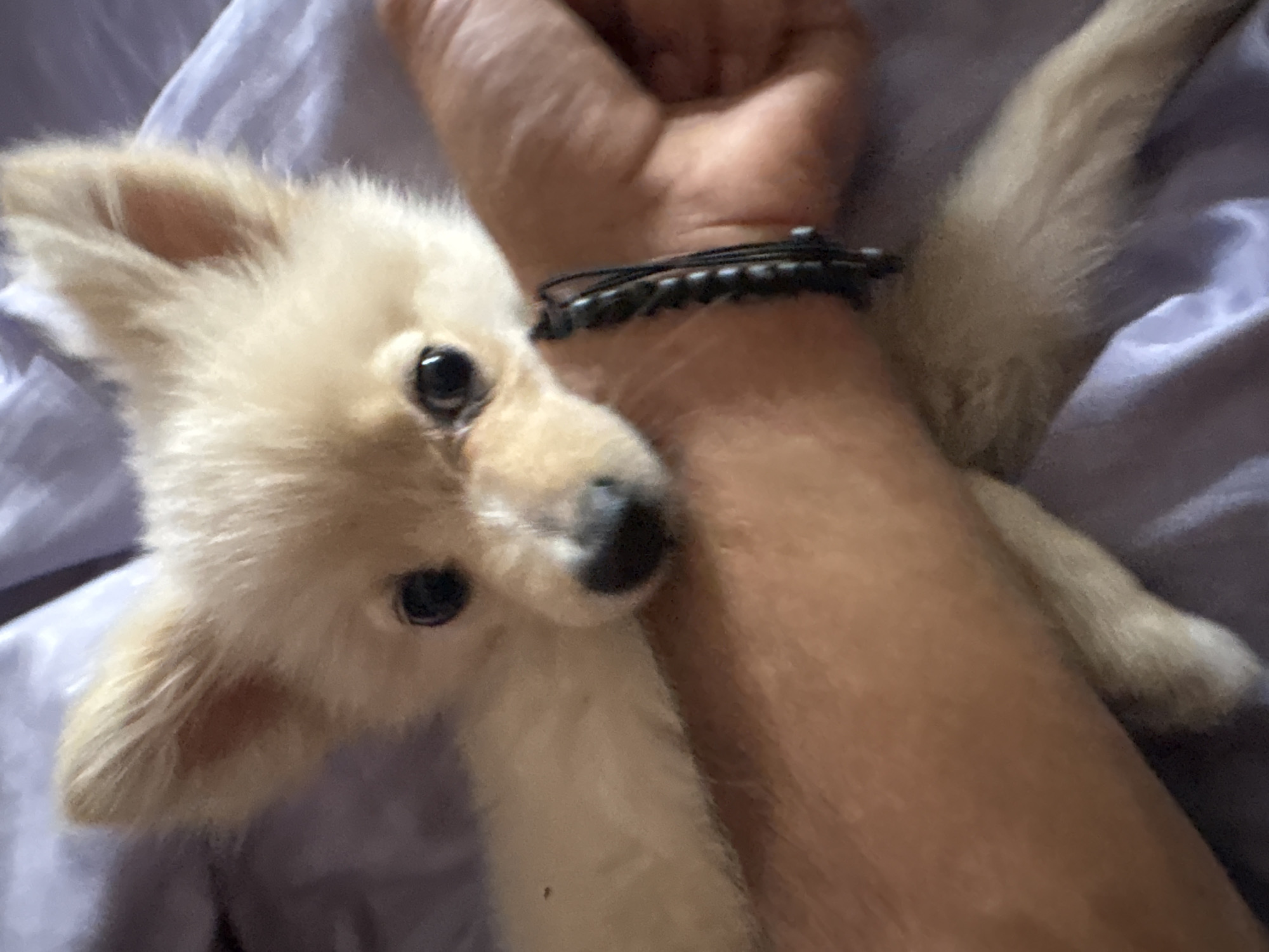 A light-colored Pomeranian dog is held by a person's arm, which is adorned with a black beaded bracelet. The dog, with its light fur and dark eyes, looks directly at the camera. The background consists of a purple, wrinkled fabric, possibly a blanket or bedsheet. The scene is set indoors, in what appears to be a domestic environment. There is no discernible information about the location in Tankovo, Bulgaria.