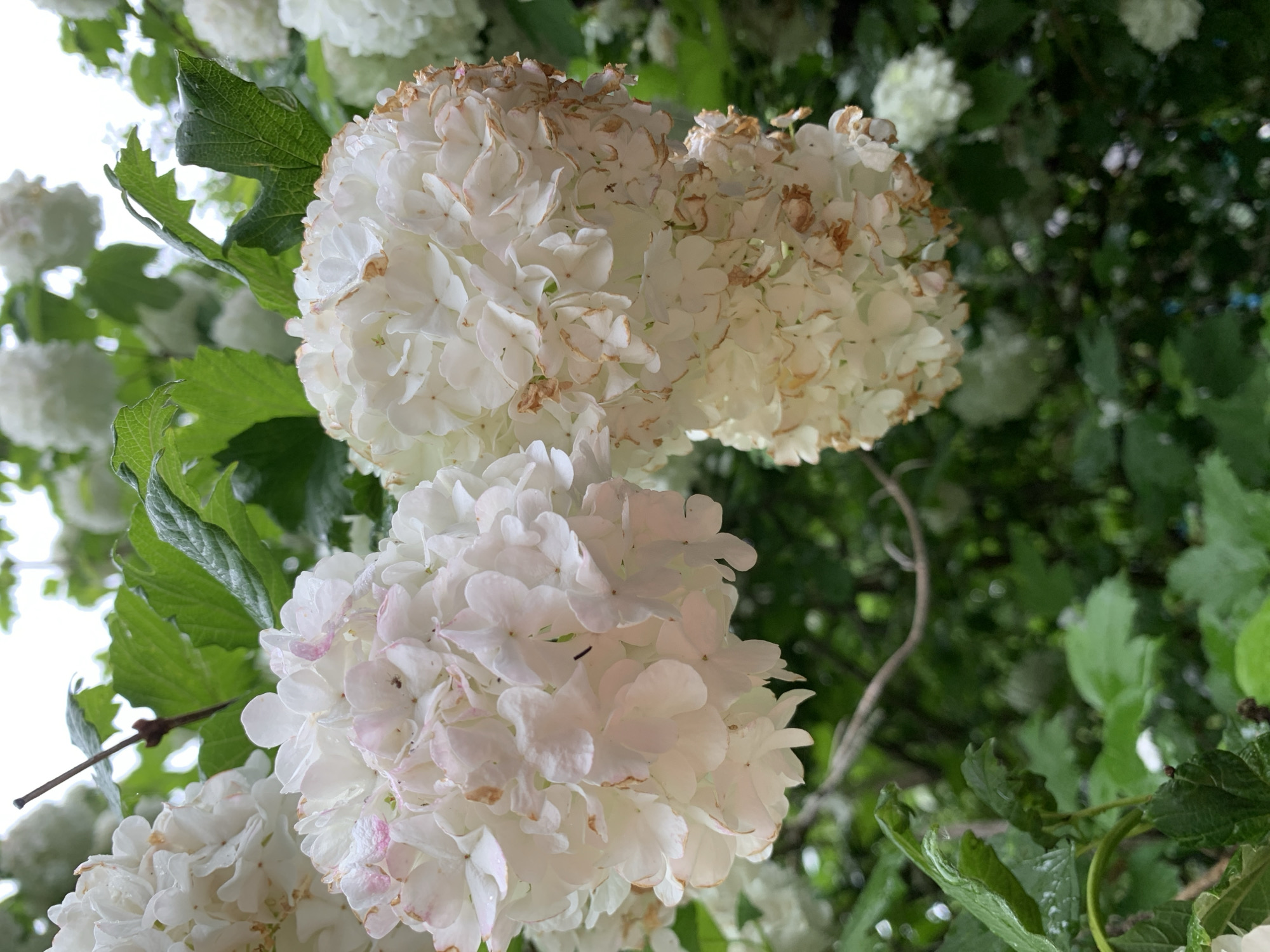 A close-up shot focuses on two large, spherical clusters of white hydrangea flowers, with some petals showing pink blush and browning edges. The flowers are clustered on branches with large, green, lobed leaves. The background is a blurred expanse of green foliage, suggesting an outdoor garden setting. The image appears to be taken in a natural environment, possibly a park or residential garden, within the Vidza village council of Belarus. There are no people or animals visible in the frame, and no actions or interactions are depicted. The overall scene is one of natural beauty, with a focus on the delicate details of the flowers and leaves.