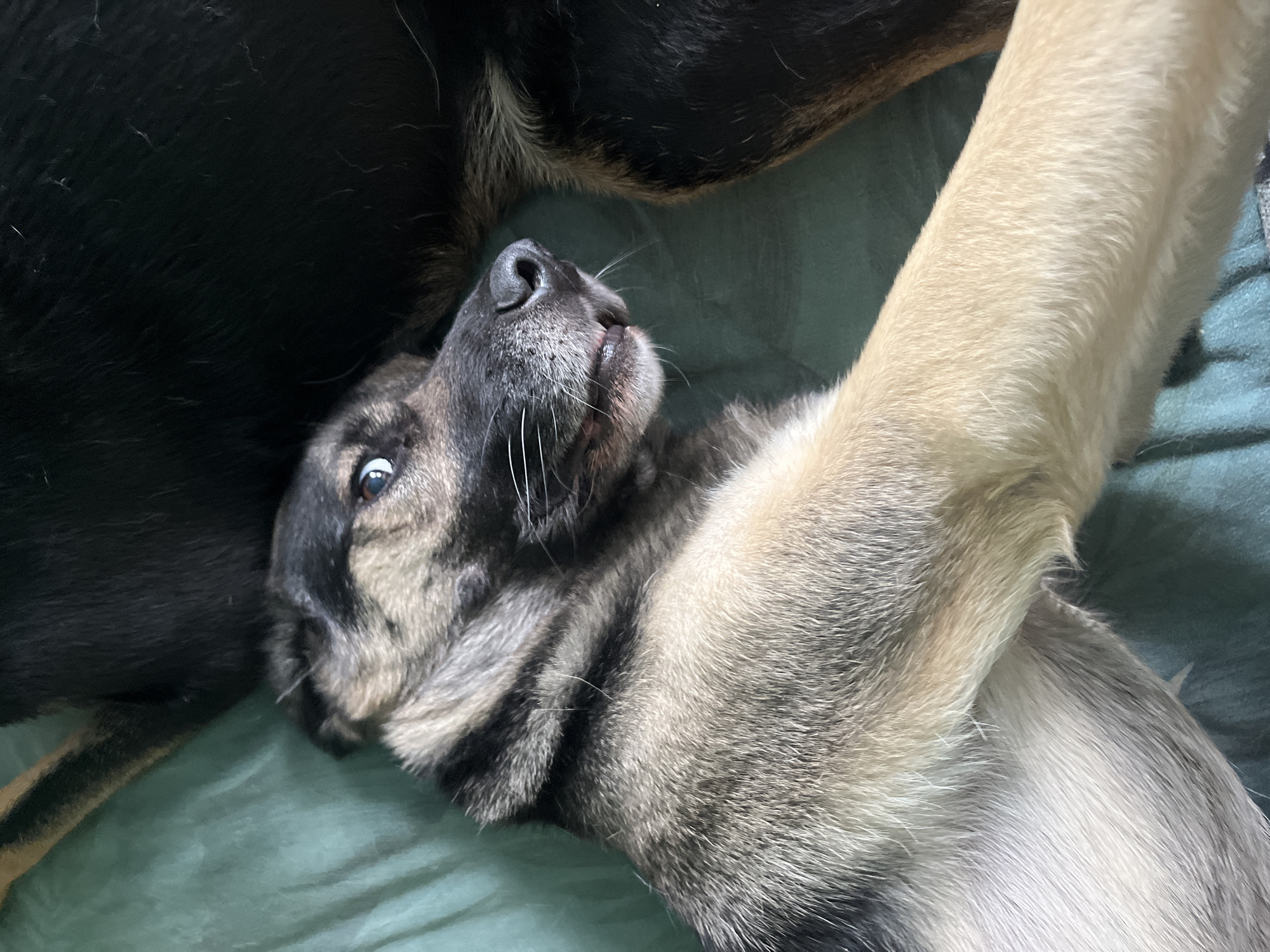 A close-up shot captures a young German Shepherd puppy lying on its back on a textured green surface, possibly a blanket or a mat. The puppy's head is turned to the right, revealing its alert blue eye and a slightly open mouth, showing its teeth. Its tan and black fur is clearly visible, with distinct markings. Another dog, mostly a dark mass of fur, occupies the background and right side of the image, with only a hint of its tail visible. The image is a well-lit, casual shot, likely taken indoors. There is no indication of the city of Nizhny Tagil, Russia, in the image or its context.