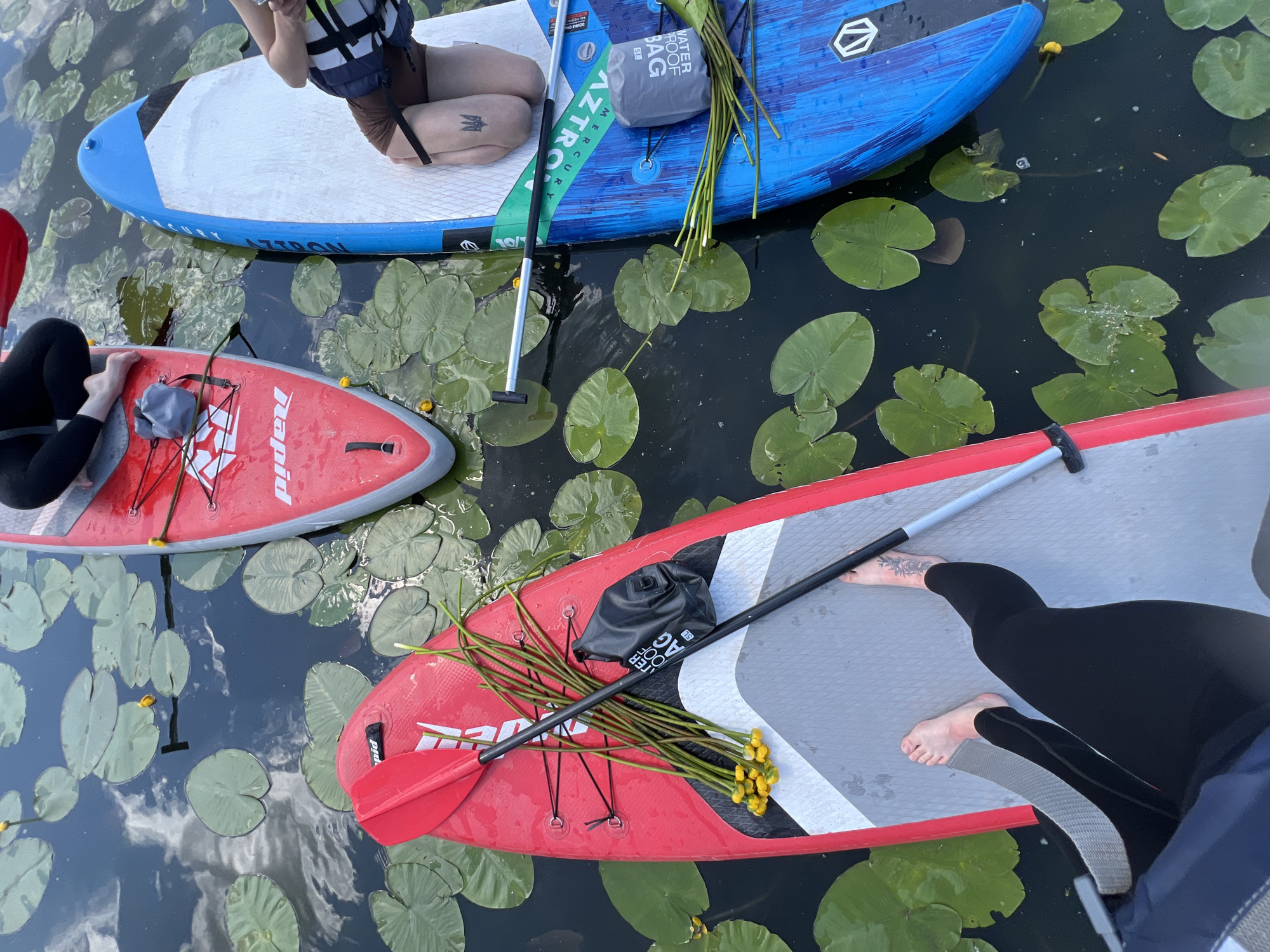 The image depicts a high-angle view of a body of water filled with lily pads. Three paddleboards are floating on the water, oriented parallel to each other. The paddleboards are red, blue, and another red one partially visible. One red paddleboard in the foreground has a bouquet of yellow flowers and green stems lying on it, along with a paddle and a black waterproof bag. Another red paddleboard has a person kneeling on it, wearing black leggings and bare feet with tattoos on their right ankle. The blue paddleboard has a person partially visible, wearing brown shorts and a life vest, with a tattoo of a trident symbol on their left leg. The water reflects the sky, indicating it is daytime. The scene appears to be a leisurely activity on a lake or calm river, possibly in the vicinity of Bila, Ukraine, given the context.