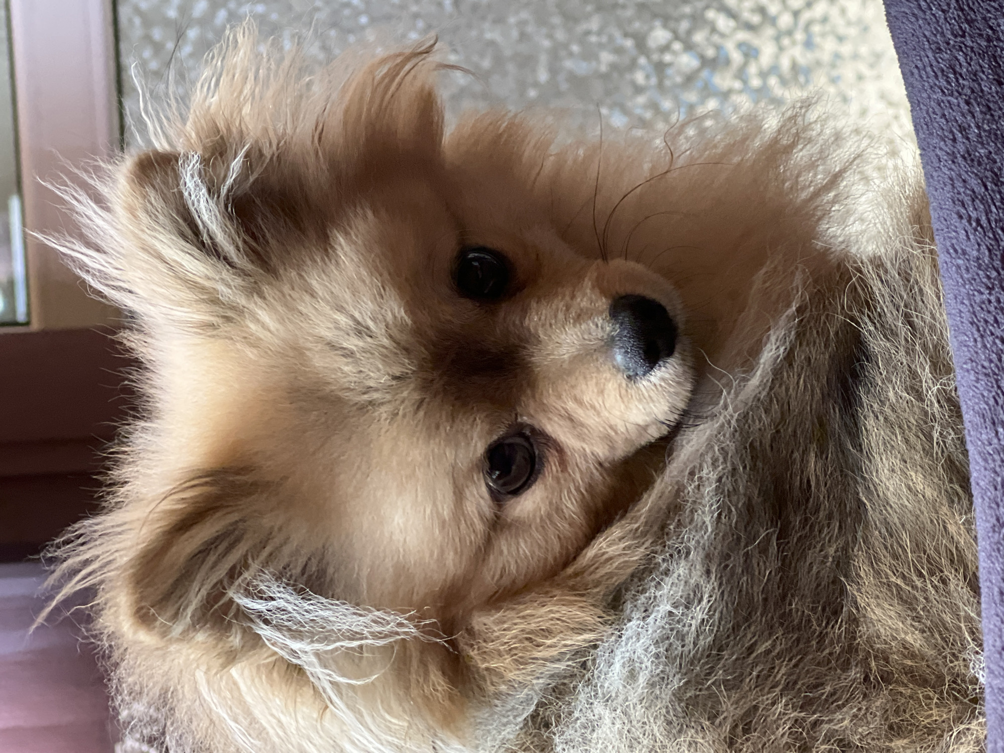 This close-up portrait captures a small, fluffy dog, likely a Pomeranian, in a relaxed pose. The dog's head is tilted, and it looks directly at the viewer with dark, expressive eyes. Its small, black, and glossy nose is prominent at the center of its face. The dog's fur is a dominant light brown or tan hue, with distinct strands of lighter, almost white or silver, fur accentuating its ears and parts of its face. The fur appears thick, dense, and soft, giving the dog a shaggy but well-groomed appearance.
The dog is curled up, suggesting it is resting or snuggling. To the right, a textured dark purple or blue fabric, resembling a blanket or cushion, provides a cozy backdrop against which the dog is nestled. The background on the left is softly blurred, revealing diffused natural light, possibly from a window, illuminating the dog and highlighting the varied textures of its fur. The overall lighting is soft and natural, creating a gentle atmosphere. The dog's expression seems calm and content, possibly with a hint of curiosity. There is no visible text in the image. This indoor scene is located in Plovdiv, Bulgaria.