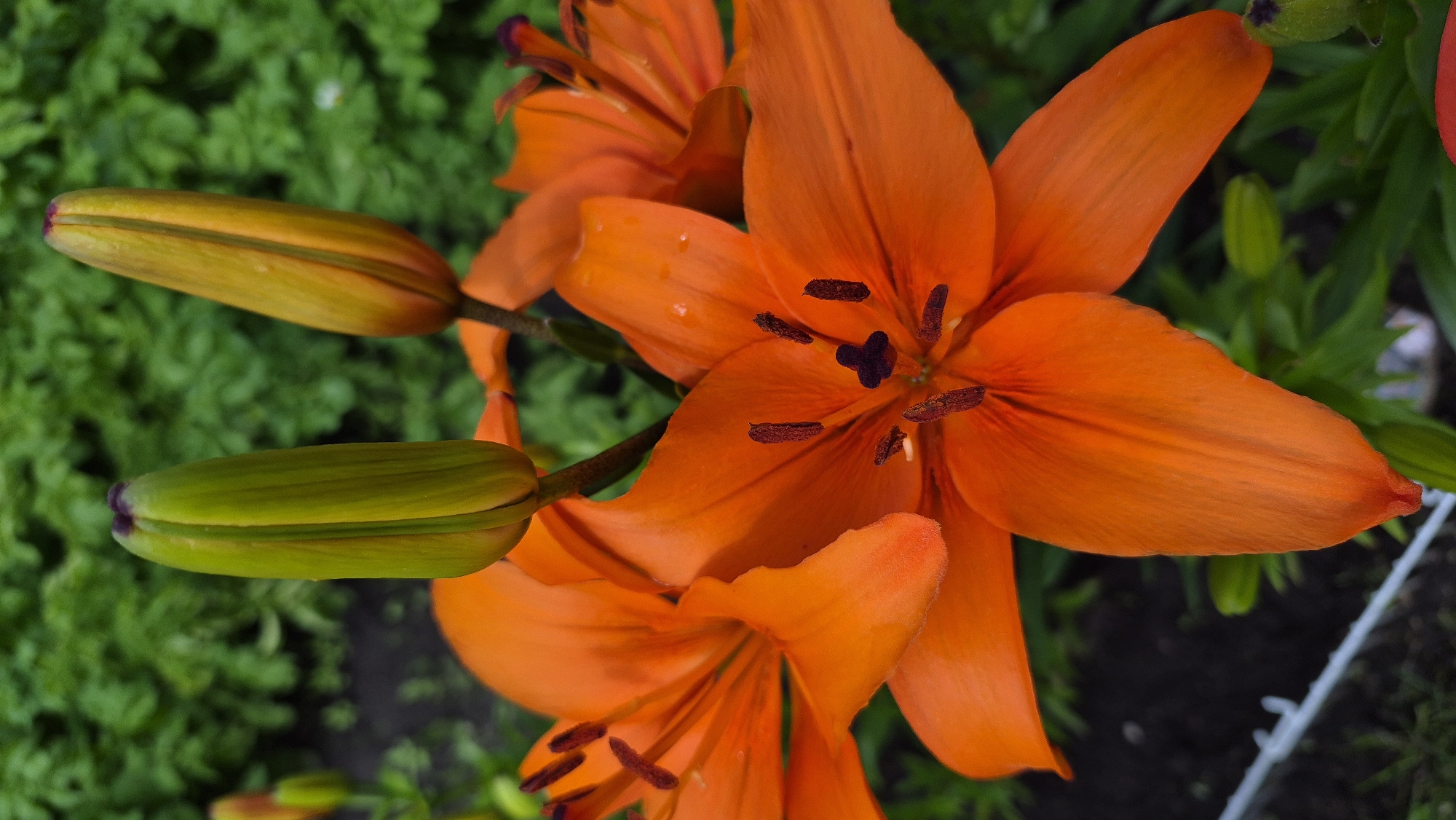 A close-up, vertical shot captures several vibrant orange lily flowers and their buds against a blurred green leafy background. The foreground is dominated by the open blooms, their petals fanned out, revealing dark brown stamens with pollen. Two unopened lily buds are visible in the upper portion of the image, one a bright green with a hint of purple at its tip, and the other a yellowish-green. The background consists of lush green foliage, creating a soft bokeh effect that draws the viewer's attention to the flowers. A white string or thin wire is visible in the lower left corner of the frame, partially obscured by the foliage and flowers. The lighting suggests a bright, natural outdoor environment. The image was taken in Ļūbaste 0001, Latvia.