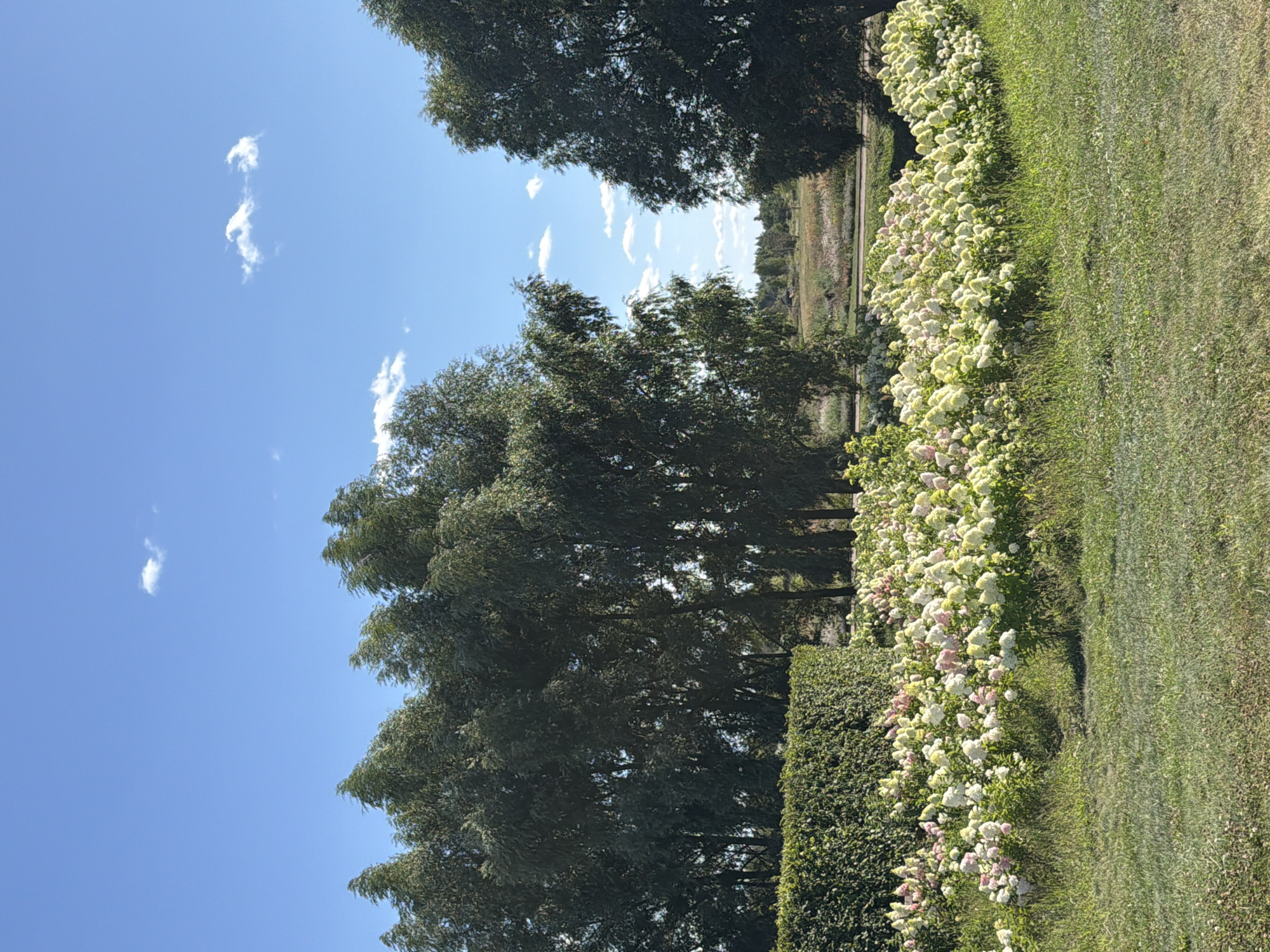 The image depicts a serene outdoor scene featuring a lush garden with an abundance of hydrangeas. A well-maintained green hedge forms a backdrop for the colorful flowers, which are predominantly white and pink. Tall, dark green trees frame the garden, their dense foliage suggesting a sunny day. The ground is covered in green grass, and a pathway is visible in the distance, hinting at a larger park or botanical garden setting. The sky above is a clear, bright blue, dotted with a few wispy white clouds. The overall impression is one of natural beauty and tranquility.