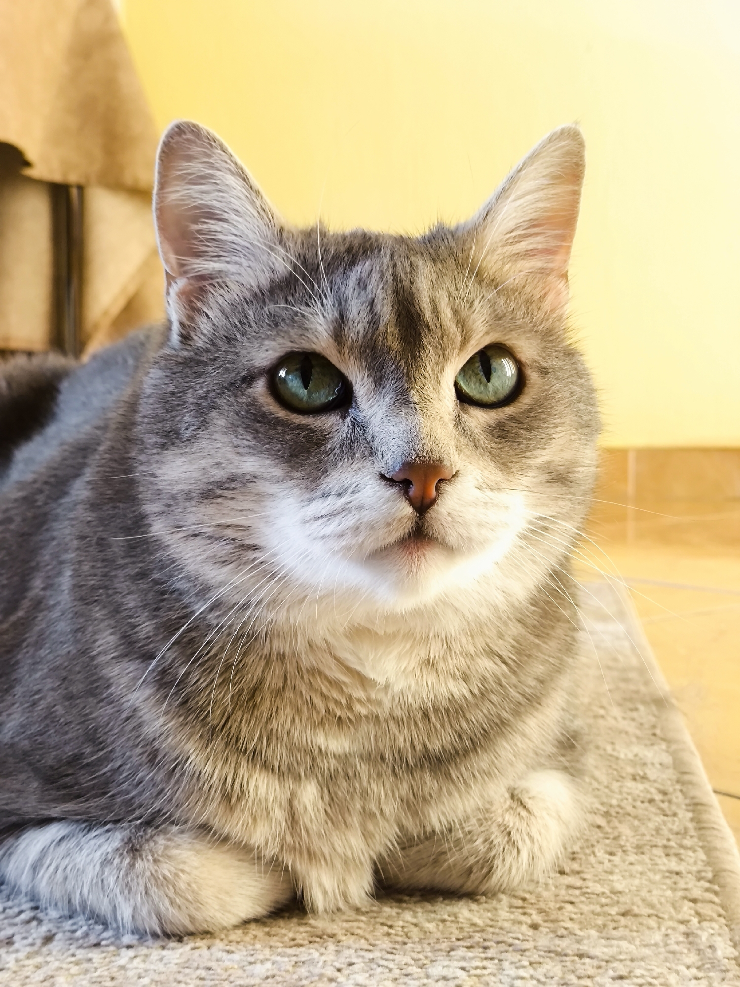 A close-up, vertical shot features a domestic cat with grey and white fur, and striking green eyes. The cat is lying down, with its paws tucked underneath its body, on what appears to be a textured rug. The background is softly blurred, with a warm yellow wall and a hint of a light-colored fabric object on the left. The lighting suggests it is daytime, and the overall mood is calm and serene, with the cat appearing relaxed and comfortable. The cat's gaze is directed slightly upwards and to the left, giving it a thoughtful or curious expression. No text is visible in the image.