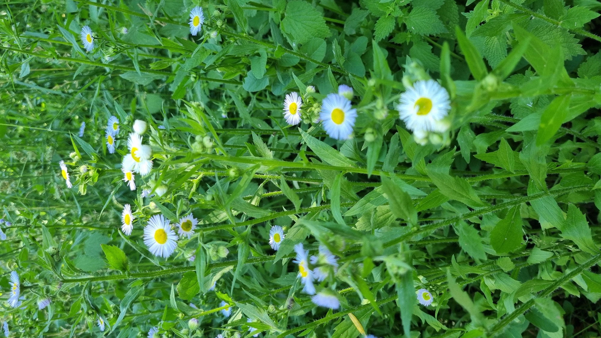 The image displays a patch of ground covered with a dense growth of green vegetation, interspersed with numerous small flowers. The flowers exhibit white ray petals and yellow centers, characteristic of daisies or similar species. Some flowers are in full bloom, while others appear as buds or are partially obscured by leaves and stems. The overall environment suggests an outdoor, natural setting, likely a field or roadside. No human presence or artificial structures are visible within the frame. The scene captures a natural landscape element, emphasizing the flora.