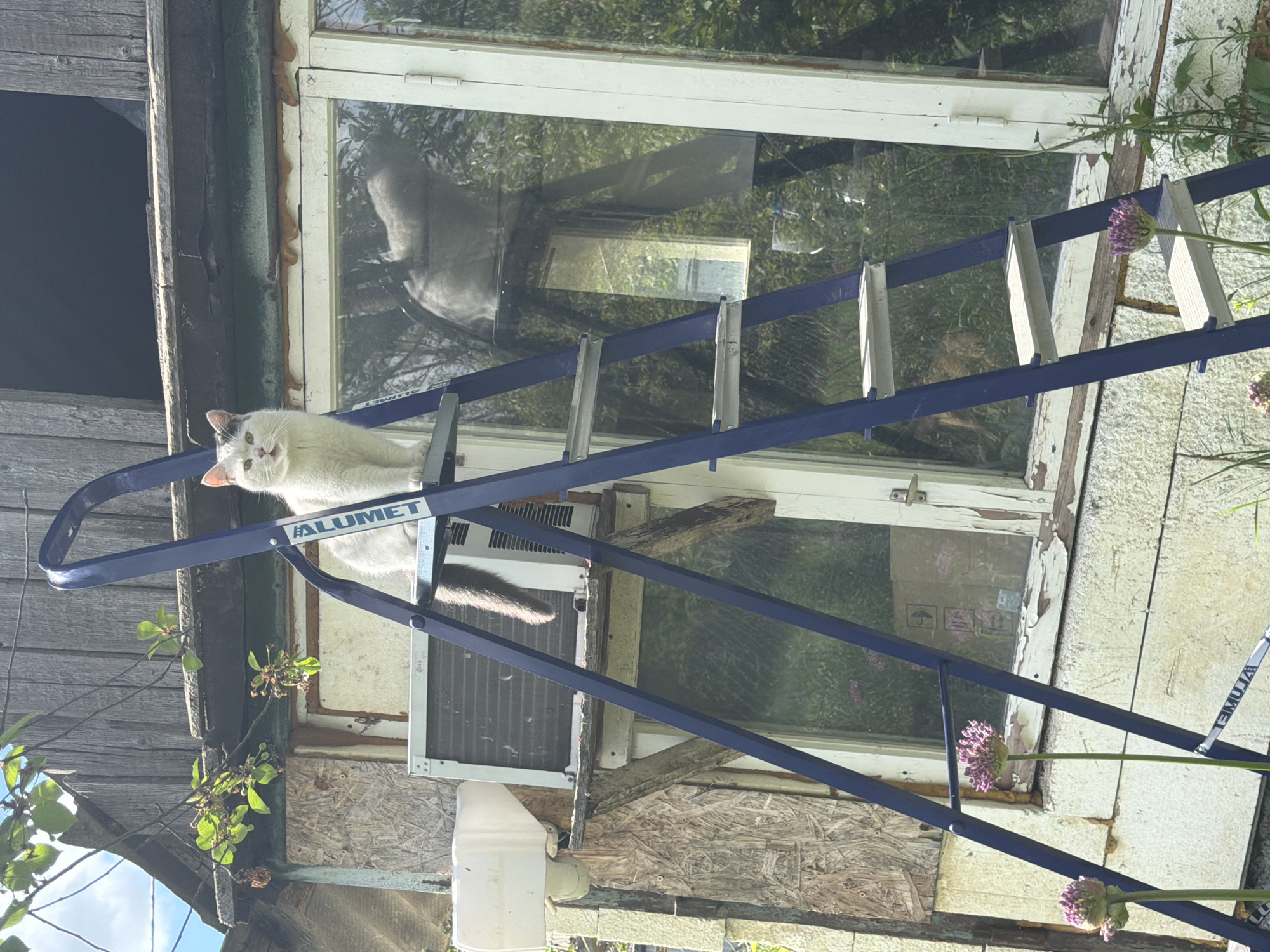 A white cat with a black tail lies on a blue Alumet ladder leaning against a building with an air conditioning unit in Leningradskaya, Russia. The building has a window, plants, and a white water tank. The ladder extends from near the ground towards the window. A partial reflection of the cat is visible on the window, suggesting a second cat may be present inside.
