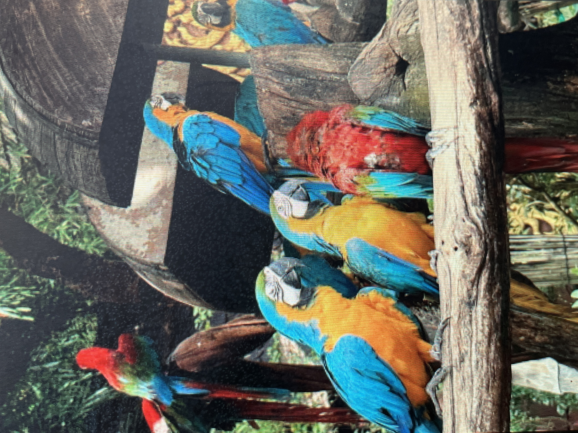 The image shows a group of colorful macaws perched on a wooden branch. There are at least five macaws visible, with vibrant blue, yellow, and red plumage. The macaws appear to be in an outdoor enclosure, possibly a zoo or aviary, given the rustic wooden structures and lush green foliage in the background. One macaw in the foreground has its head turned, while others are looking in different directions. The overall impression is a lively and colorful scene featuring these tropical birds. The location in the city of Sejahtera, Indonesia, is not explicitly evident from the image itself, and this information would be external to the visual data.