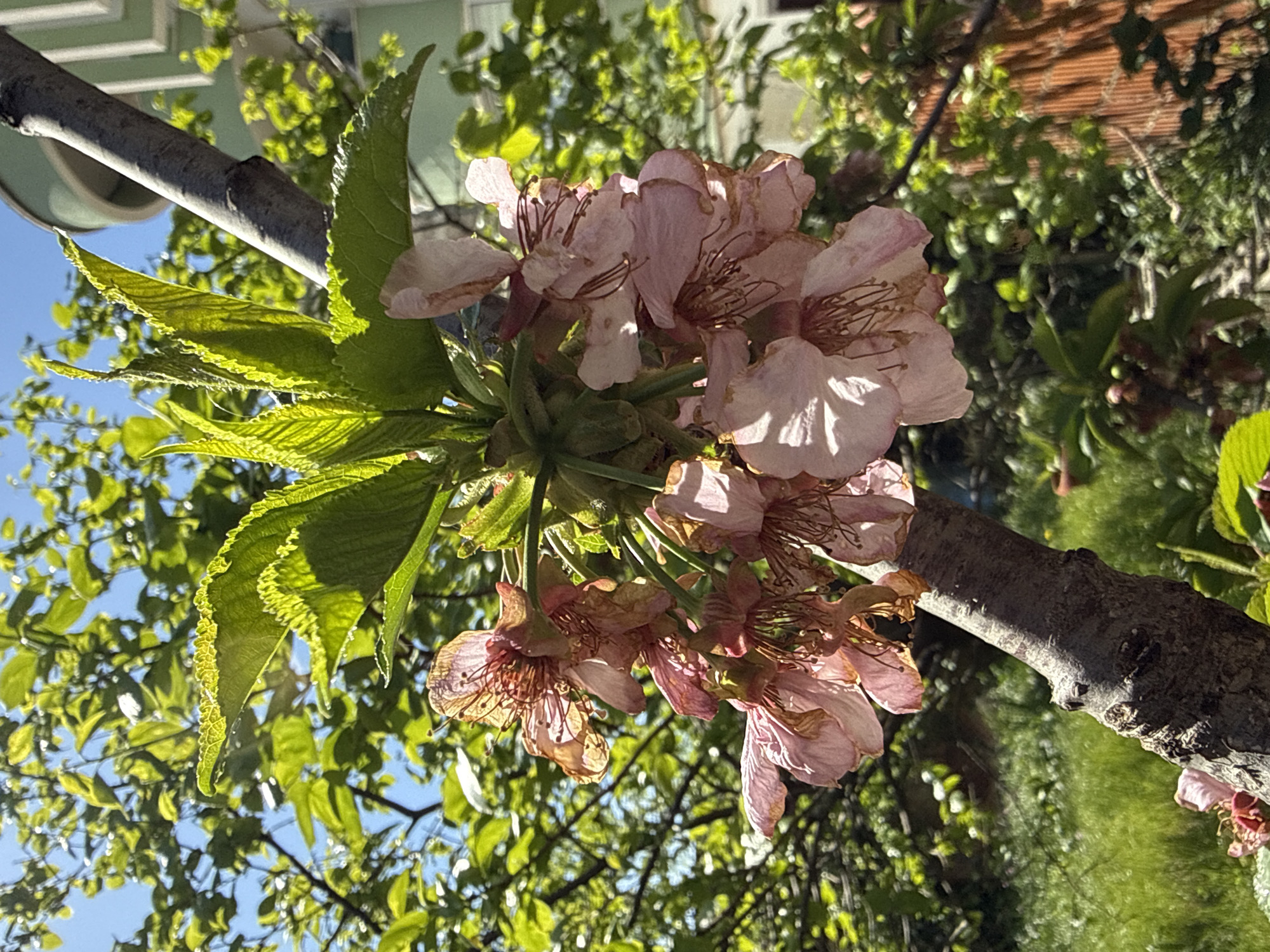 A close-up, slightly canted, outdoor shot focuses on pink blossoms and green leaves sprouting from a tree branch. The leaves are bright green, while the blossoms show signs of fading. Behind the blossoms, a mix of green leaves, blue sky, and portions of a building can be seen. The location is Bar, Montenegro.