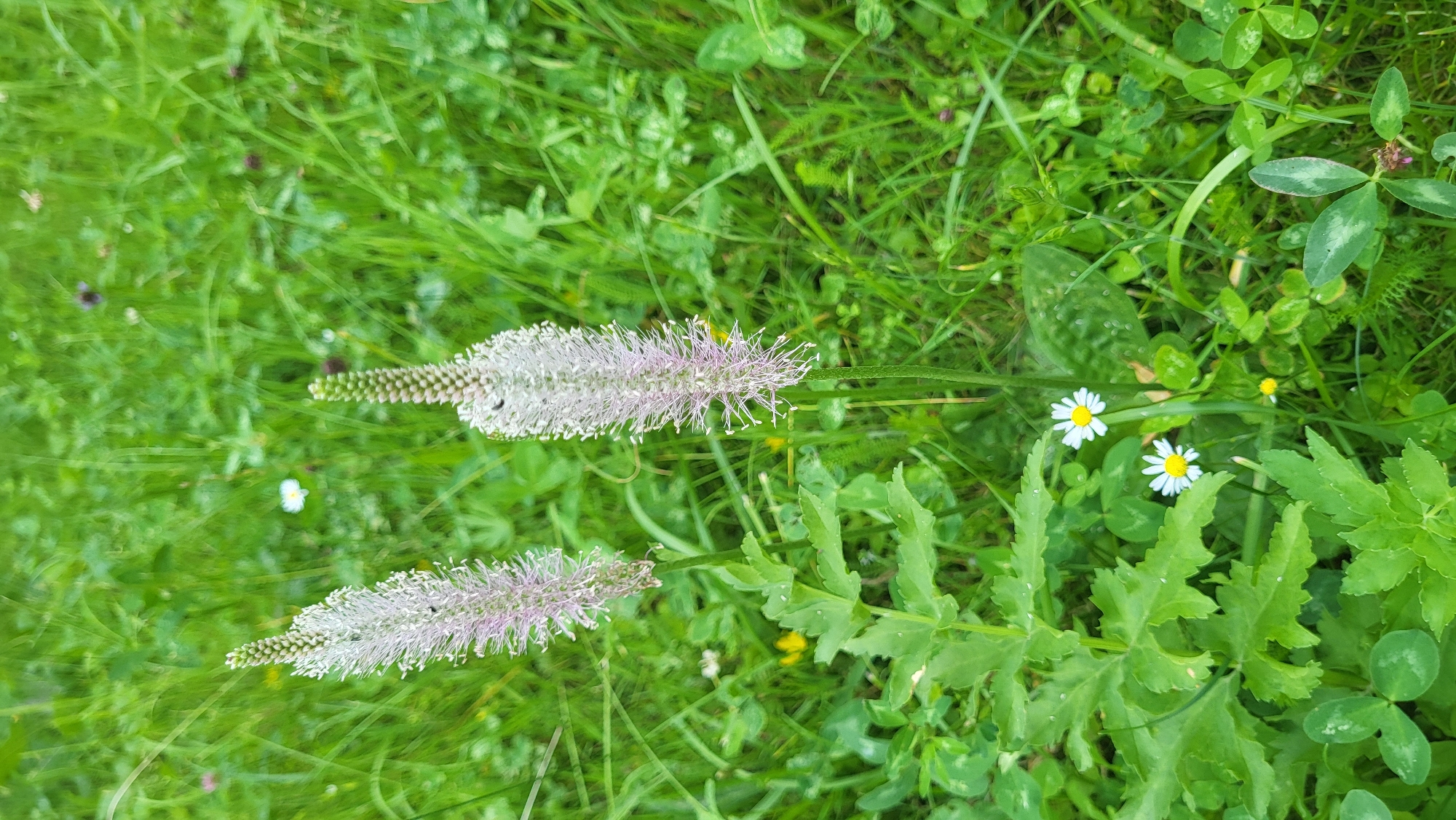 Two spiky, pale purple flowers with a feathery texture are the central subjects of this image, set against a backdrop of lush green grass. The flowers are tall and slender, with individual florets clustered closely together, creating a textured appearance. In the foreground, to the left of the flowers, a large-leafed green plant with serrated edges is visible. Among the grass, two small white daisies with yellow centers are also present. The environment appears to be a natural setting, likely a meadow or a grassy area within a park in Prešov, Slovakia, given the context. The image is taken from a medium distance, focusing on the flowers and surrounding vegetation. There are no people or animals in the frame, and no visible structures or urban elements. The lighting suggests an overcast or partly cloudy day.