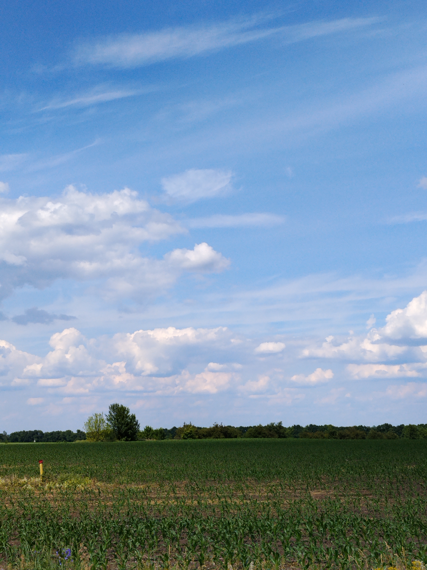 This image depicts an agricultural field under a partly cloudy sky in Ruda, Ukraine. The upper two-thirds of the frame shows a light blue sky with scattered white cumulus clouds, some of which are large and fluffy, while higher, thinner cirrus clouds are also visible. A distinct treeline, composed of dense, dark green foliage, stretches across the horizon. One tree towards the left-center of this treeline exhibits lighter green or yellowish leaves.
The foreground and midground are dominated by a cultivated field planted with rows of young, green crops, consistent with early-stage corn. The dark brown soil is visible between the crop rows. In the left foreground, a short yellow pole with a red top band stands upright in the field. The immediate ground in the foreground, particularly around the yellow pole, shows sparse wild vegetation and a few small purple flowers. No people or animals are present. The scene indicates fair weather conditions with ample sunlight.