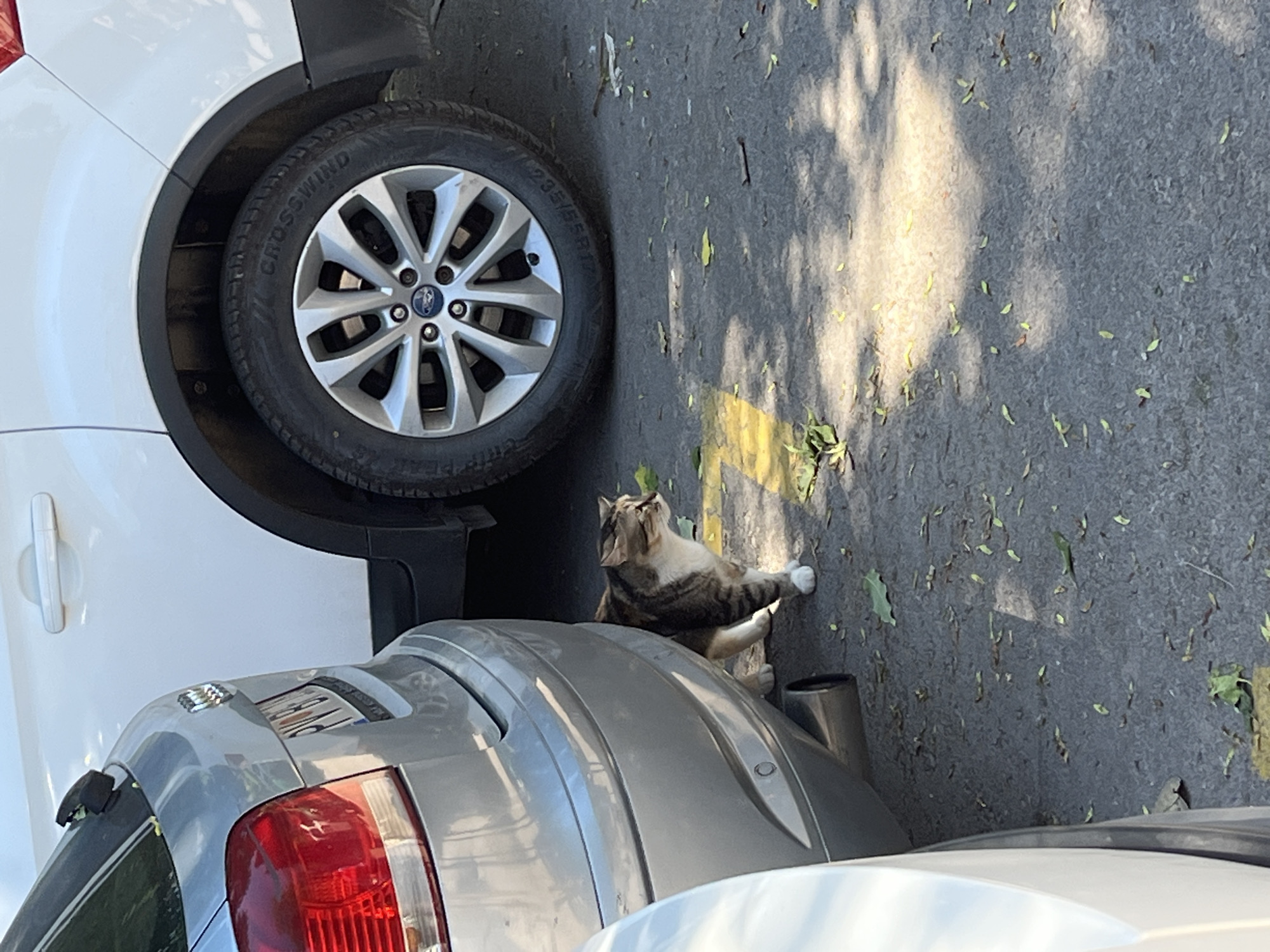 A tabby cat with white paws stands on an asphalt surface in Budva, Montenegro, partially obscured by the rear bumper of a silver Audi. The cat is looking to its right, towards a white SUV parked alongside the Audi. The ground is scattered with fallen leaves, and yellow parking lines are visible. Sunlight casts shadows across the scene.